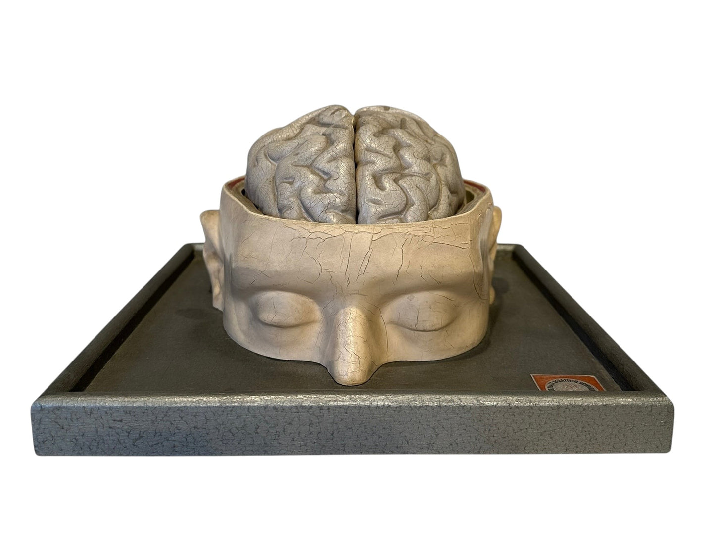 Italian  PARAVIA Vintage  Anatomical Head Circa 1930s