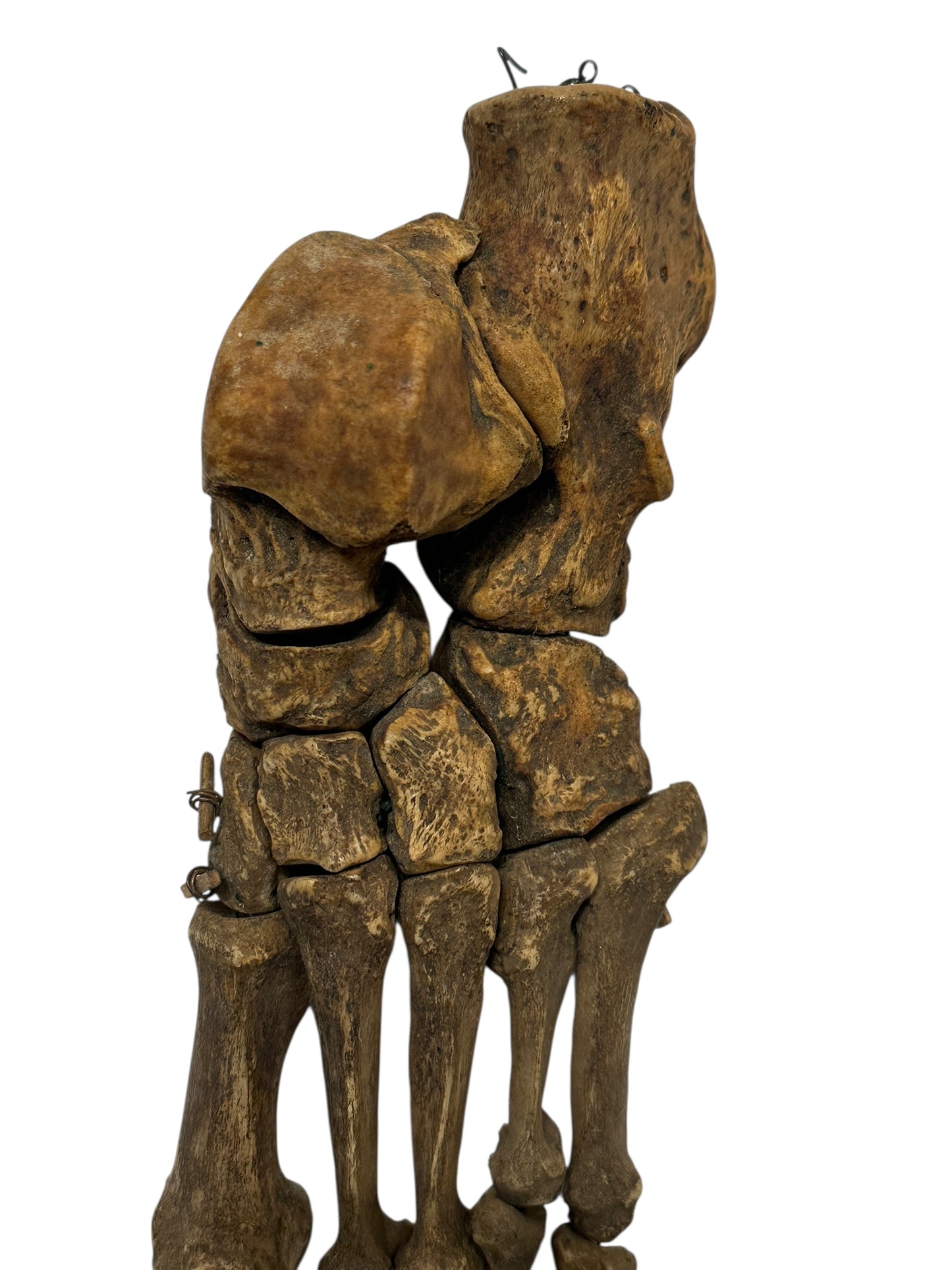 Human Left Foot A