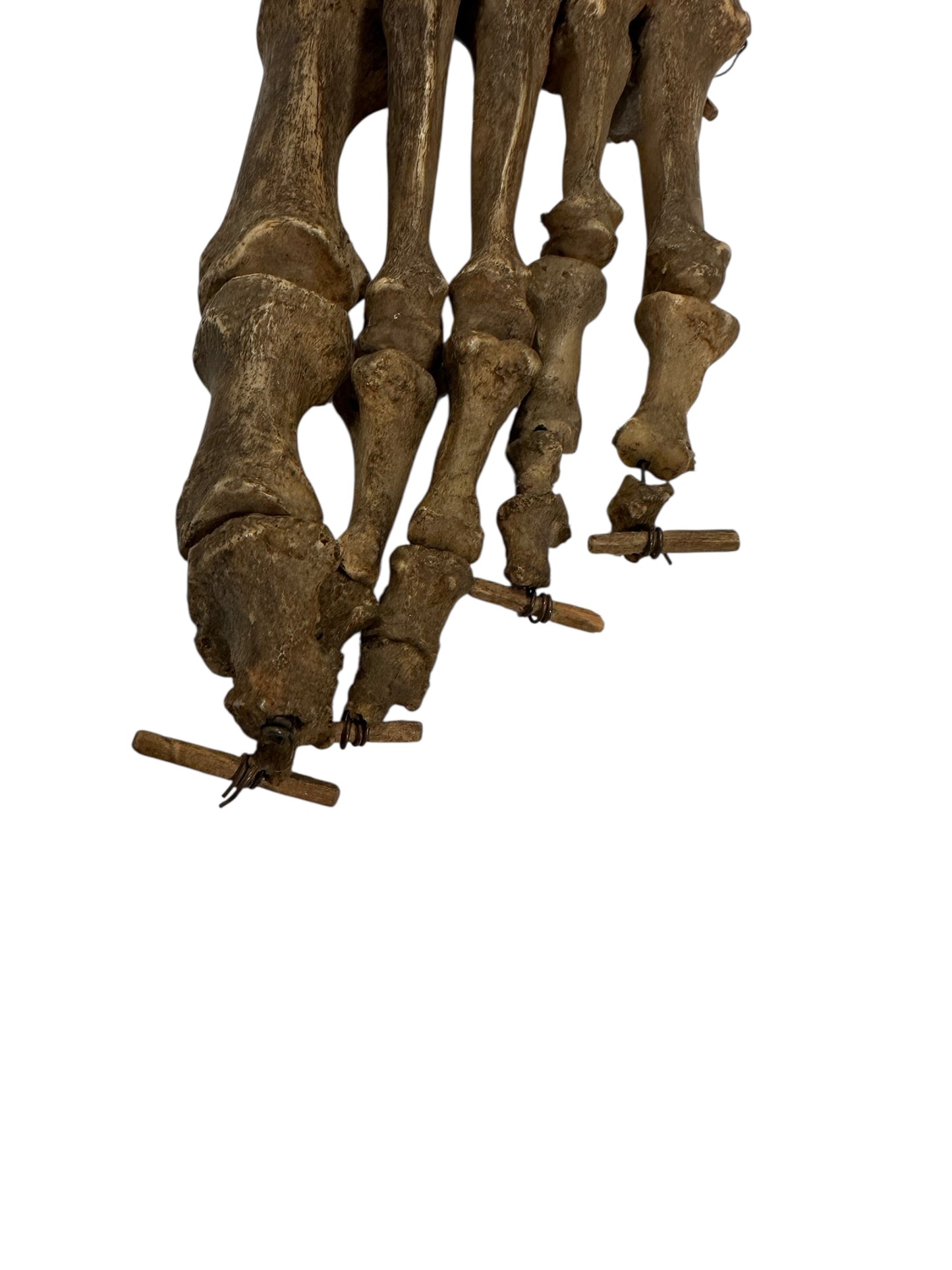 Human Left Foot A