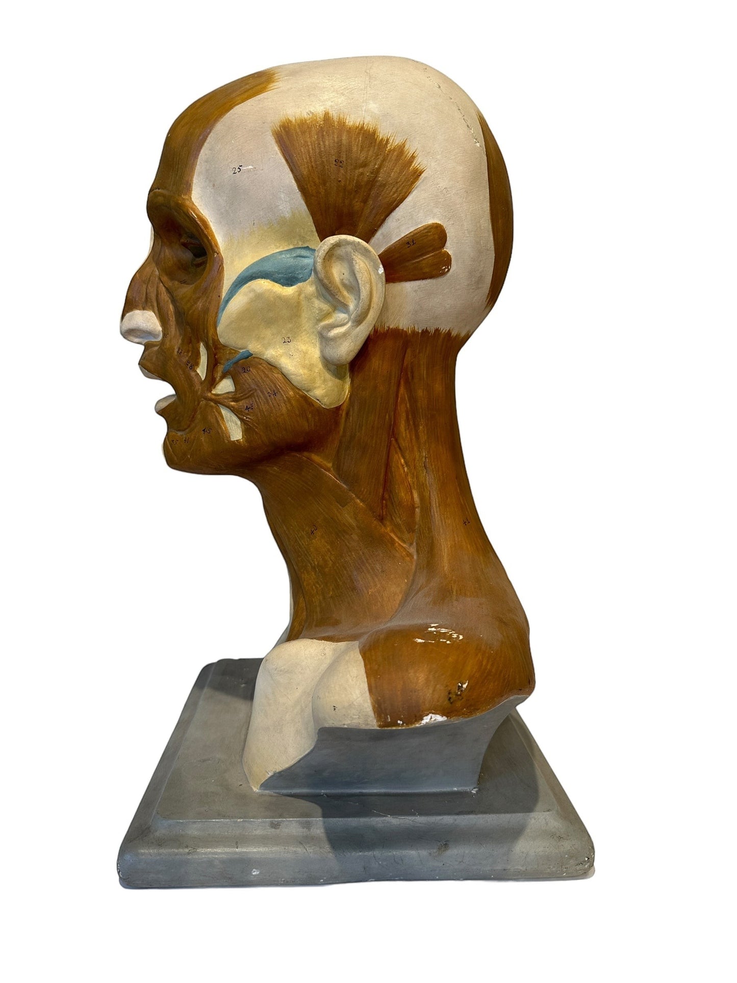 Italian  PARAVIA Vintage  Anatomical Head Circa 1930s