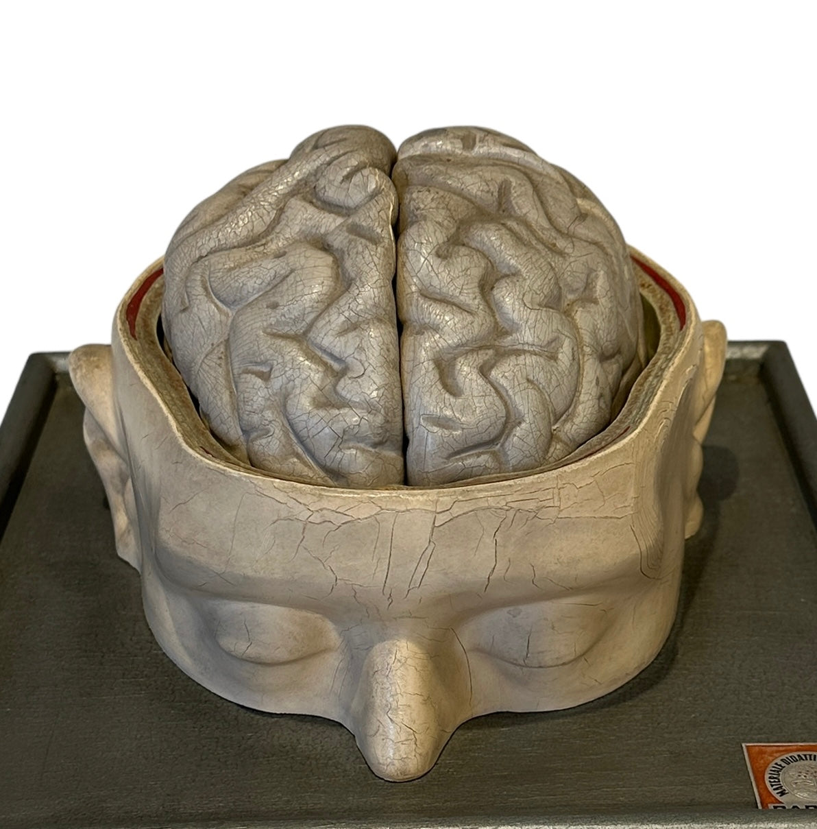 Italian  PARAVIA Vintage  Anatomical Head Circa 1930s