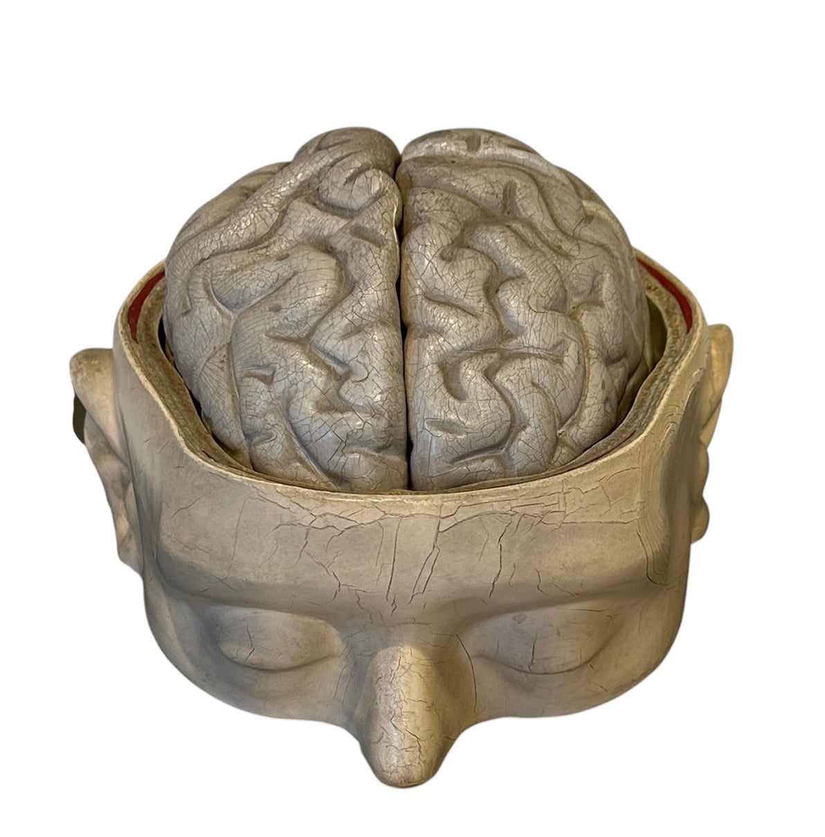 Italian  PARAVIA Vintage  Anatomical Head Circa 1930s