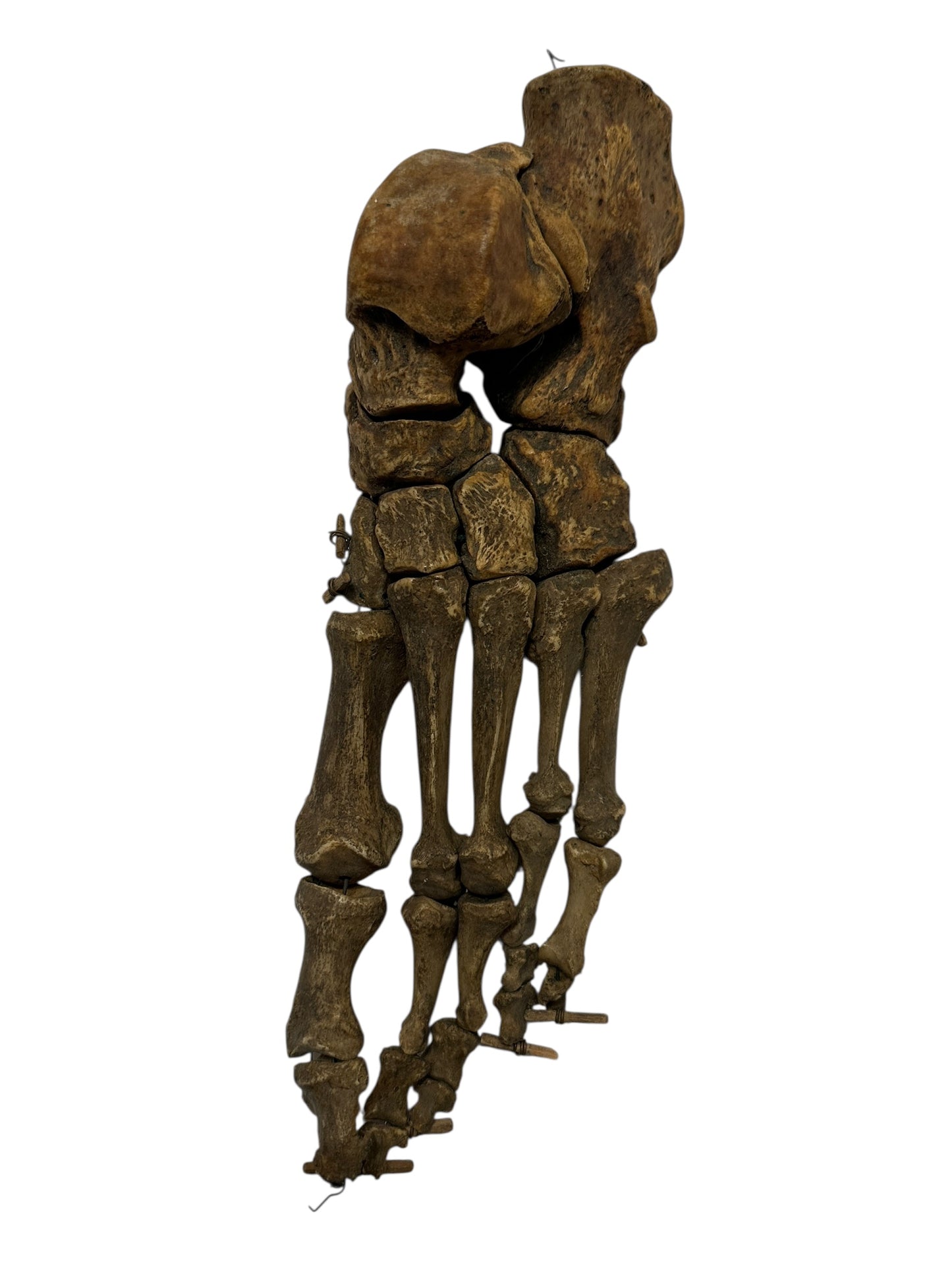 Human Left Foot A