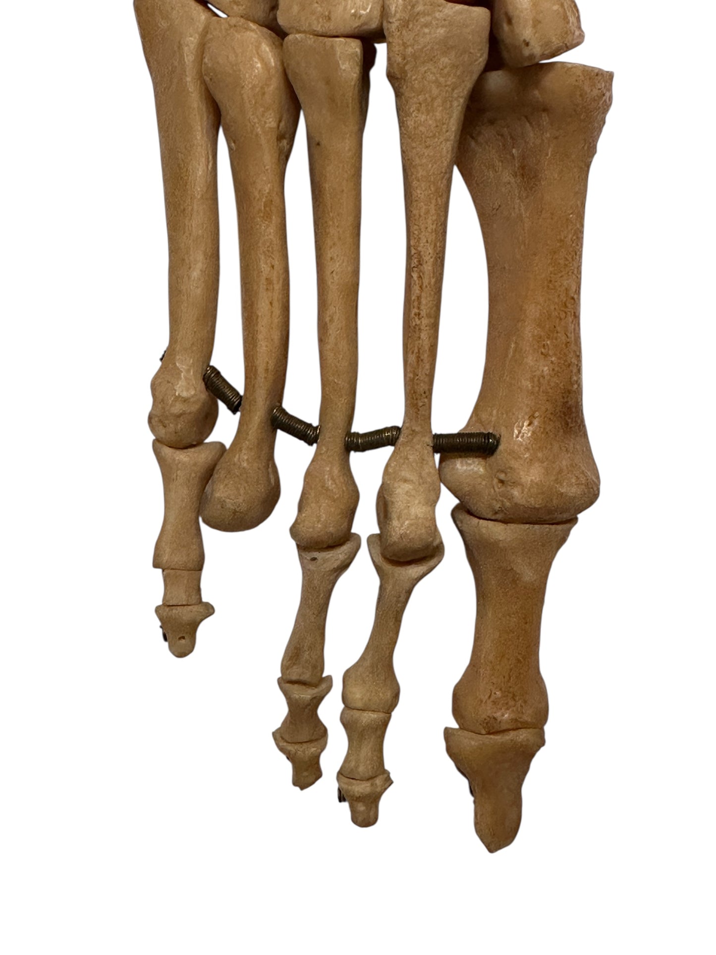 Human Left Foot B