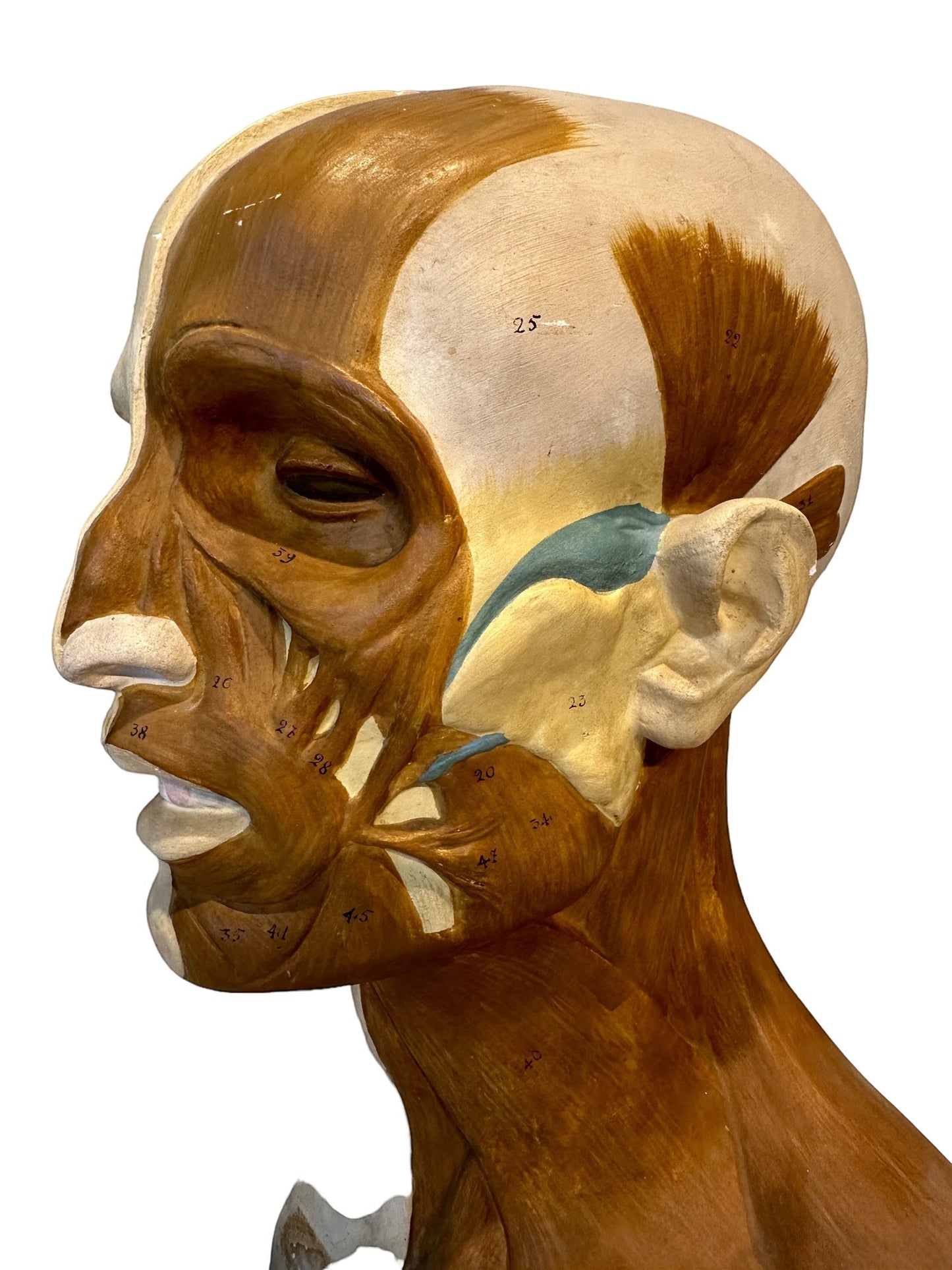Italian  PARAVIA Vintage  Anatomical Head Circa 1930s