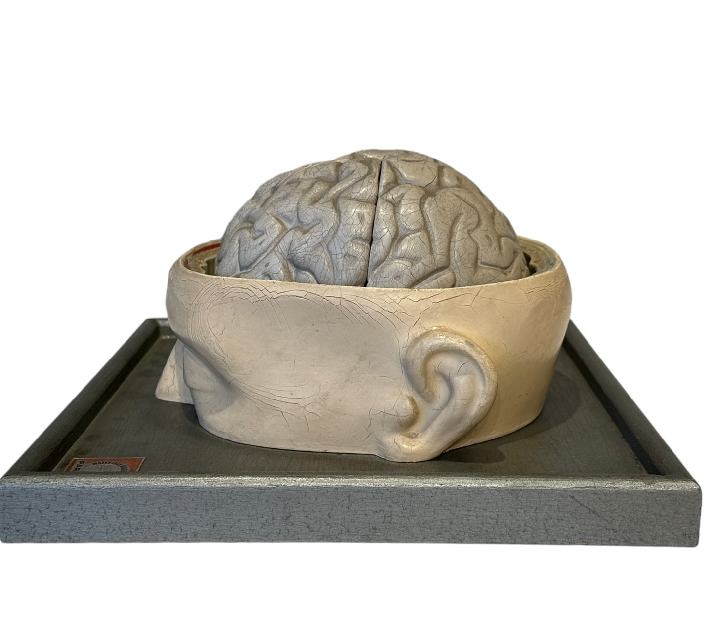 Italian  PARAVIA Vintage  Anatomical Head Circa 1930s