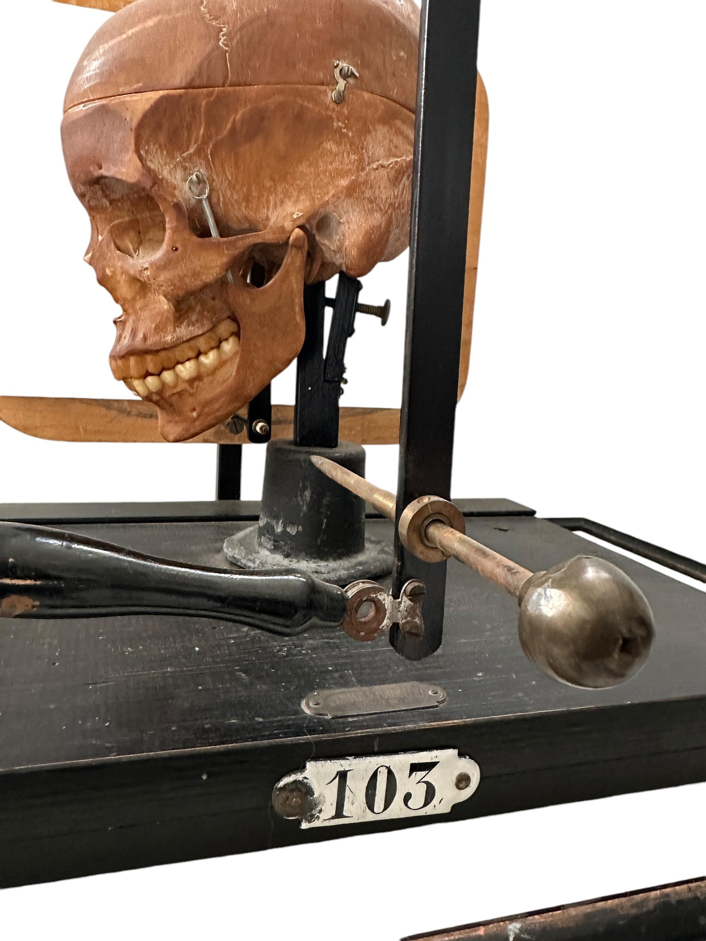 Craniometric: A 'Diptograph'  For Drawing Skulls