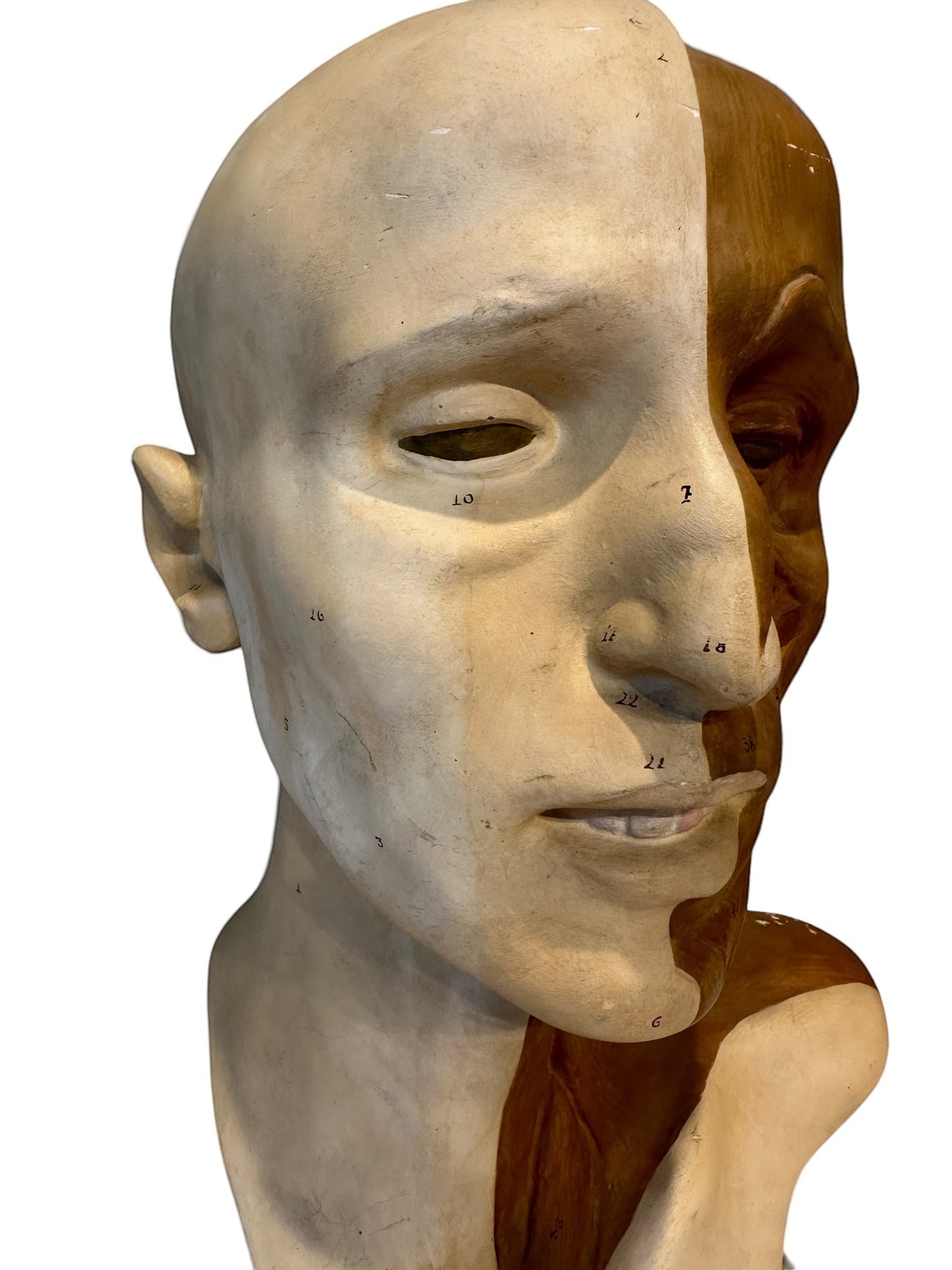 Italian  PARAVIA Vintage  Anatomical Head Circa 1930s