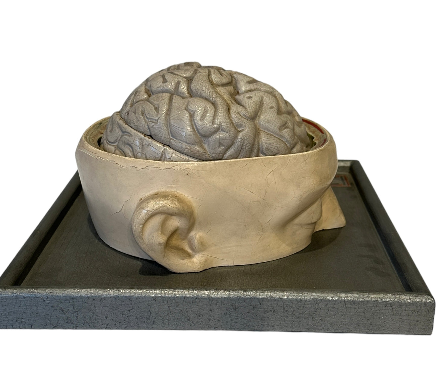 Italian  PARAVIA Vintage  Anatomical Head Circa 1930s