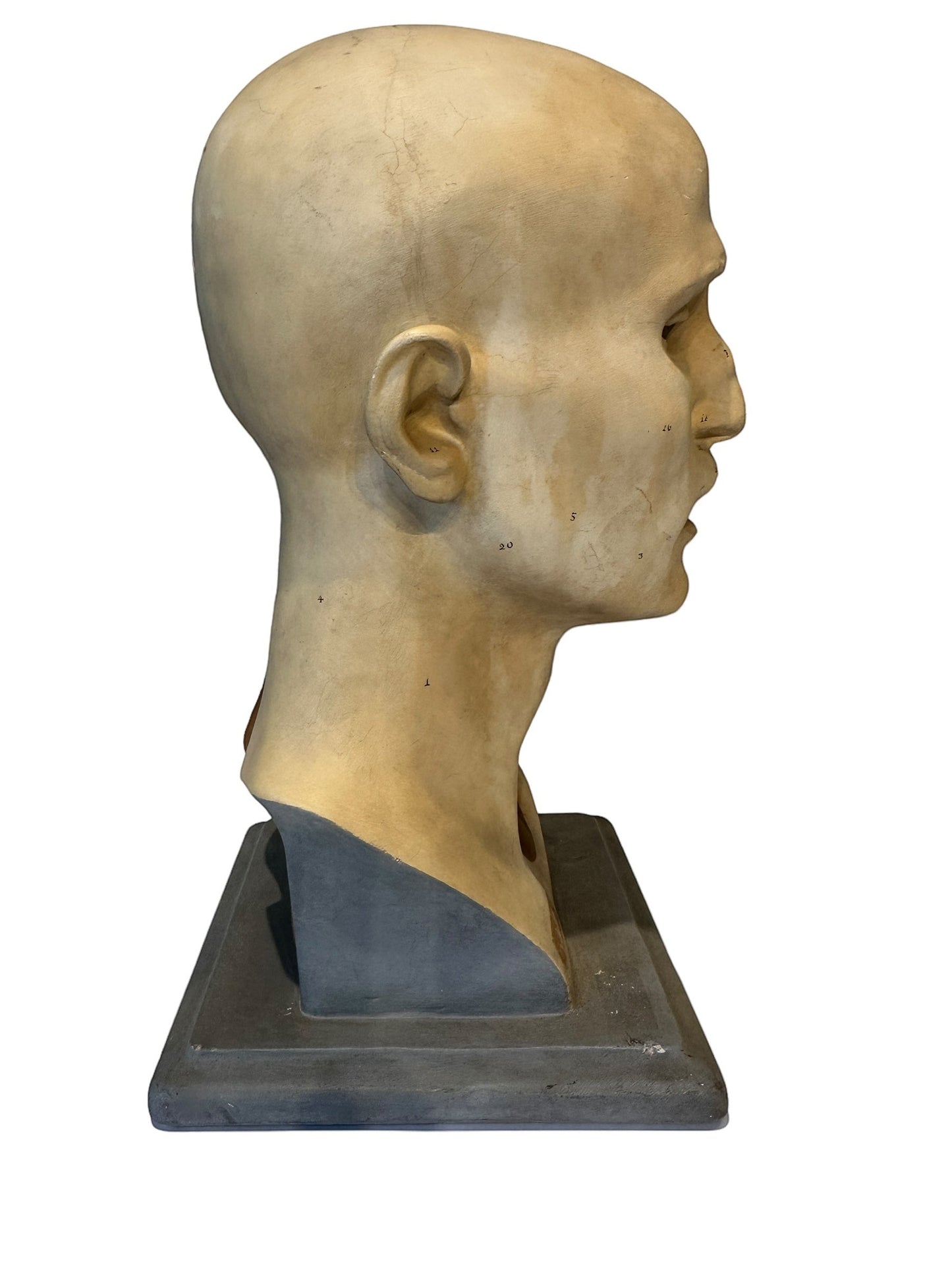 Italian  PARAVIA Vintage  Anatomical Head Circa 1930s