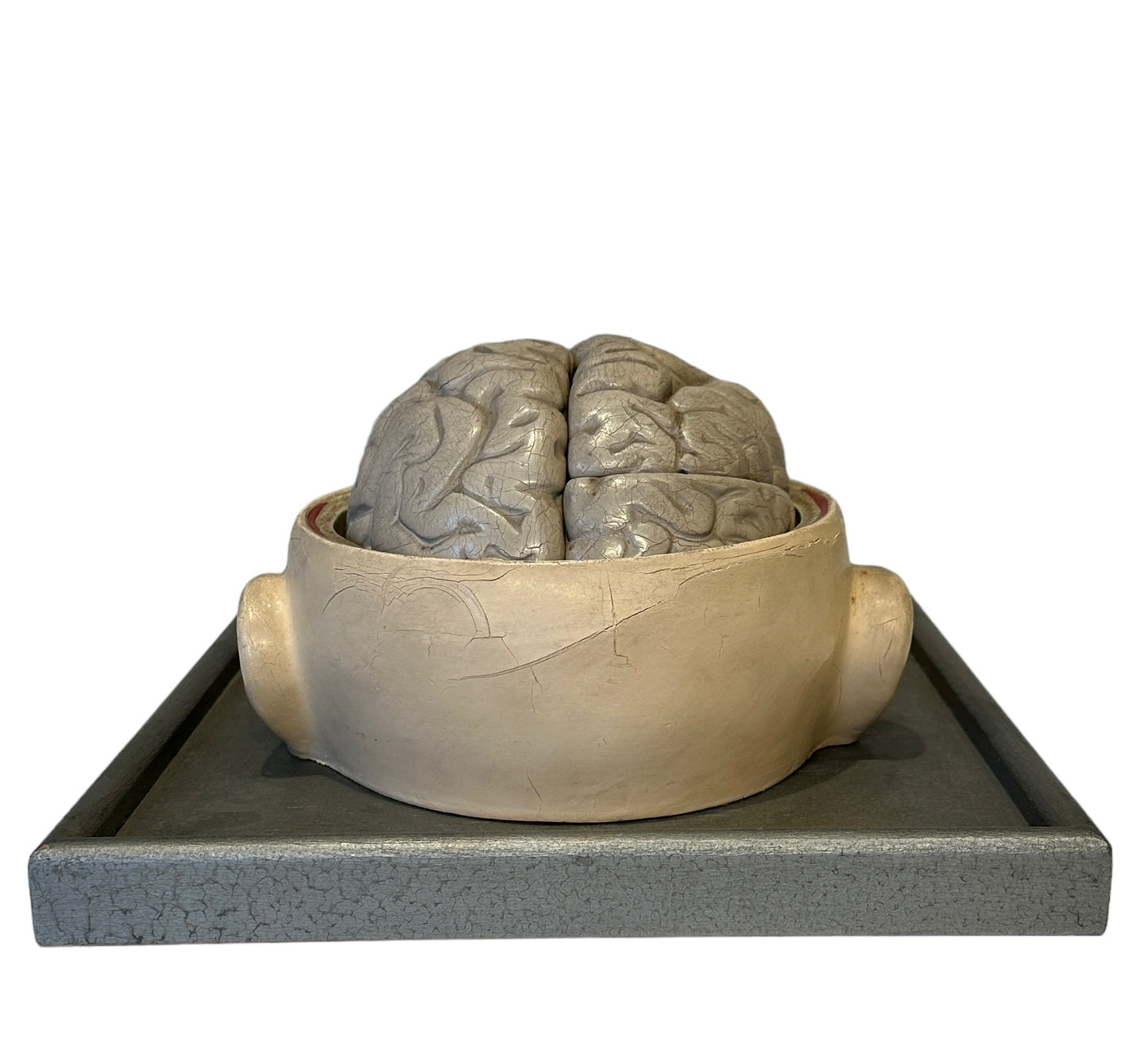 Italian  PARAVIA Vintage  Anatomical Head Circa 1930s