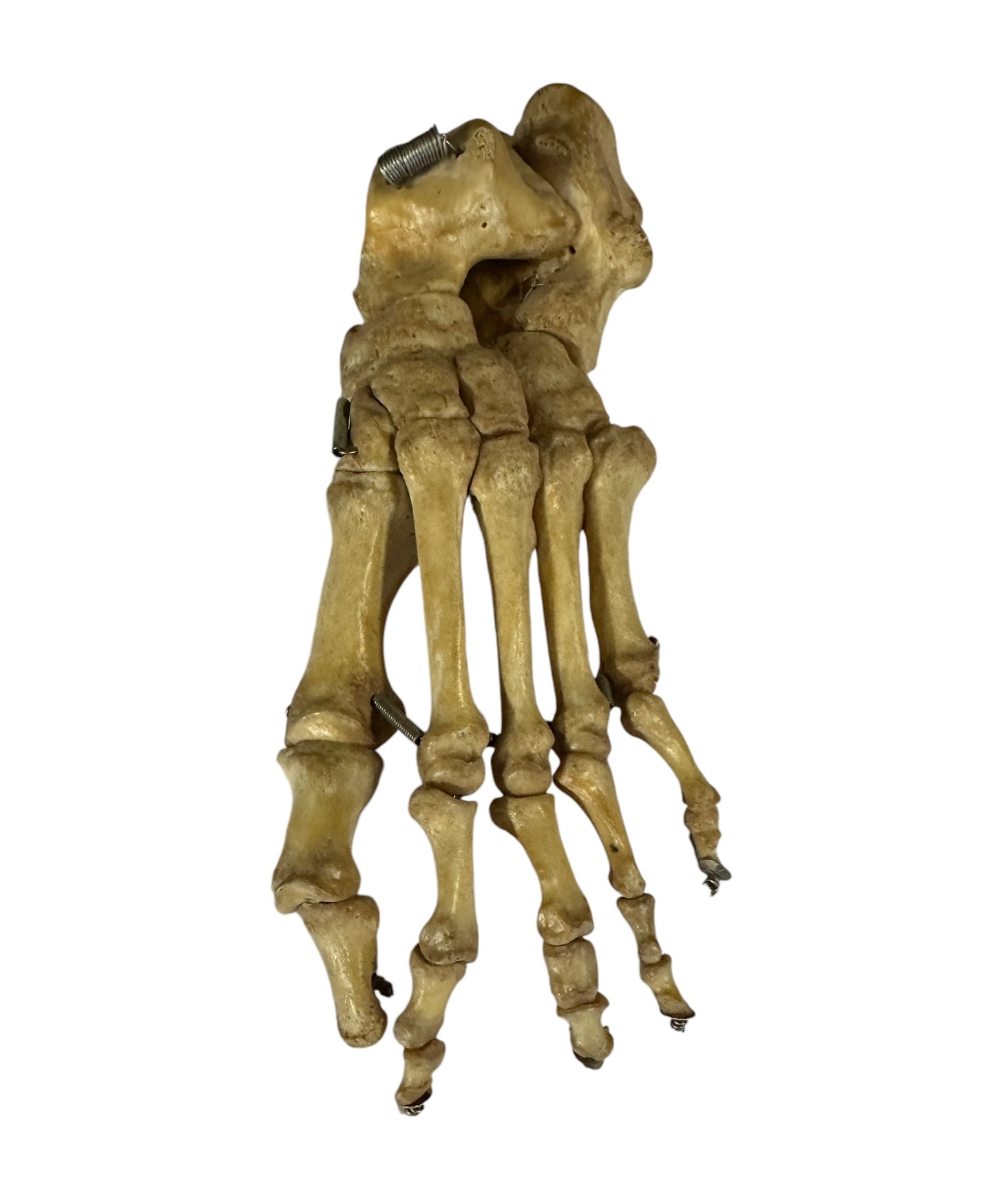 Articulated Pair of Real Human Feet