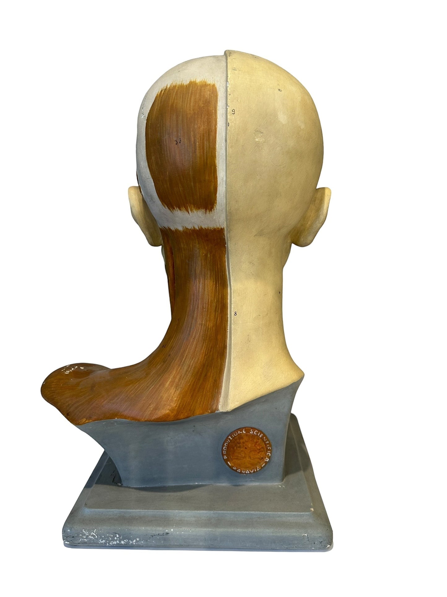 Italian  PARAVIA Vintage  Anatomical Head Circa 1930s