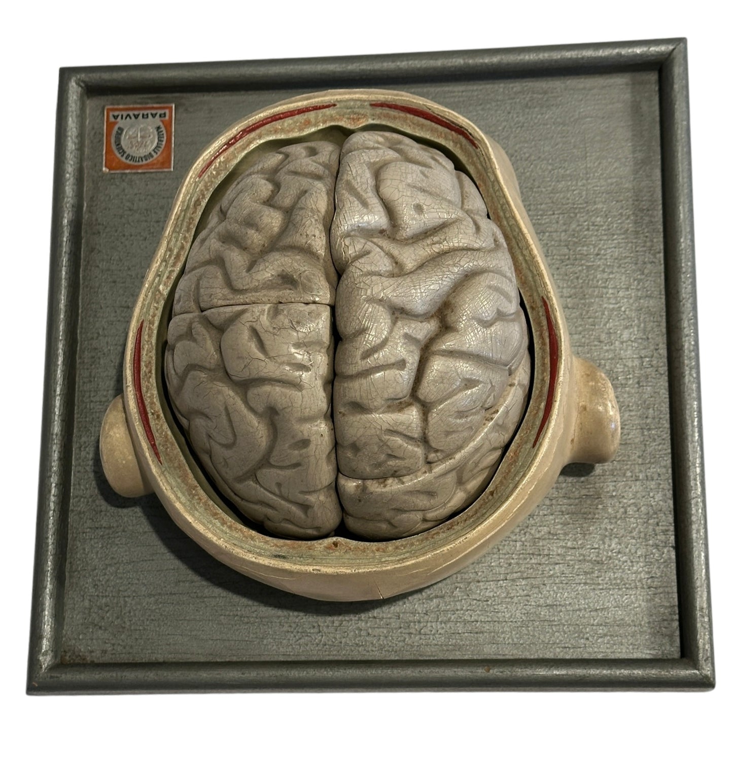 Italian  PARAVIA Vintage  Anatomical Head Circa 1930s