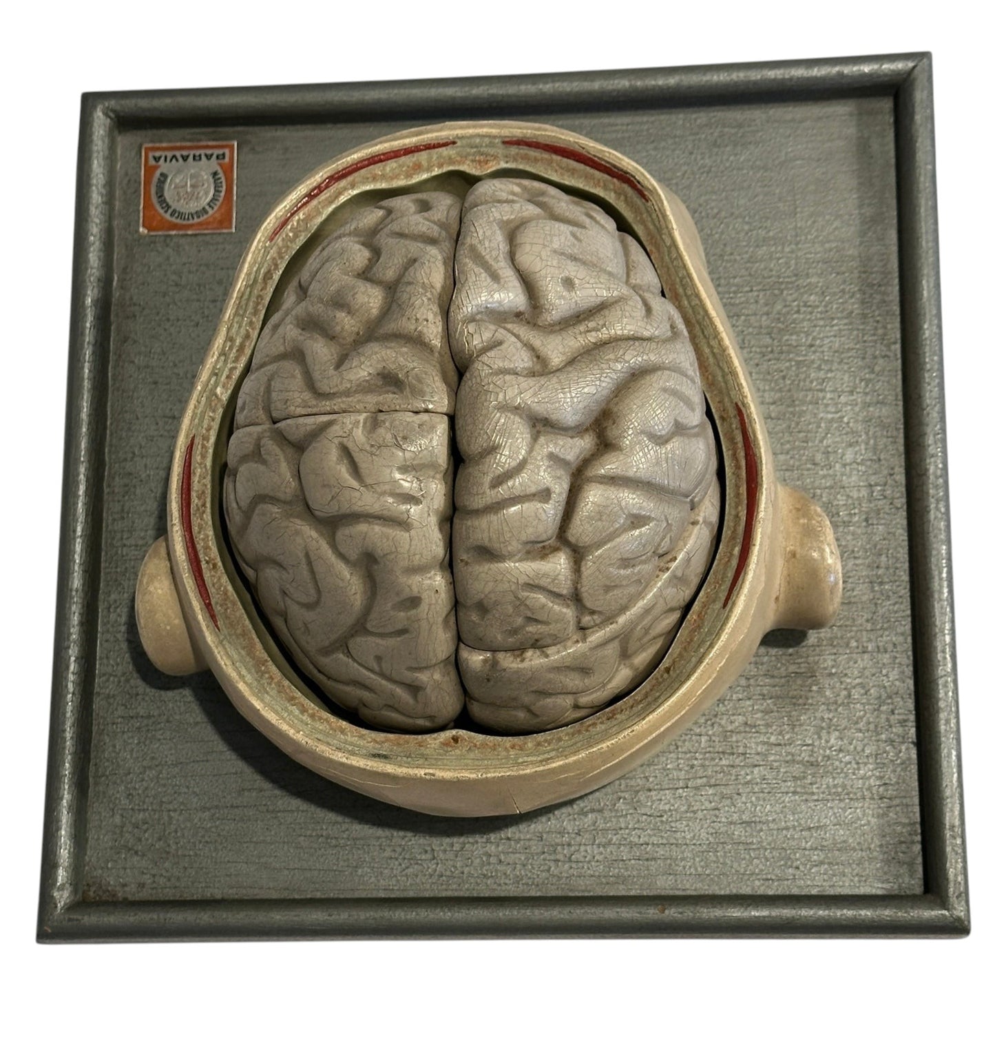 Italian  PARAVIA Vintage  Anatomical Head Circa 1930s