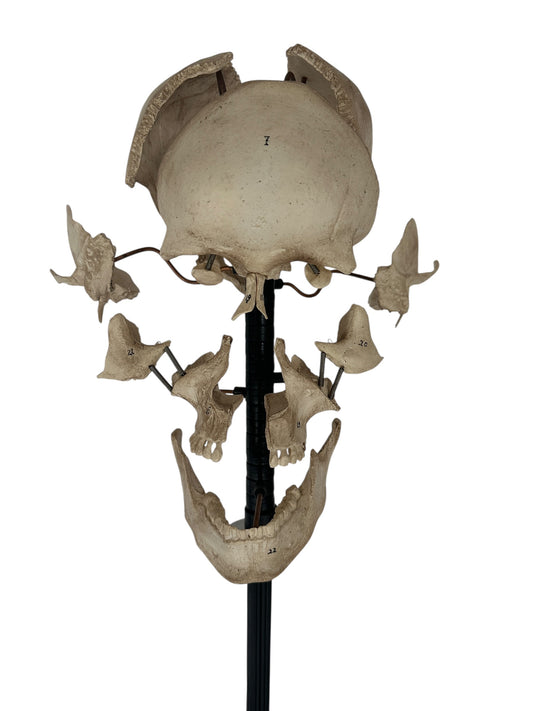 Exploding Skull Model, Beauchene Style
