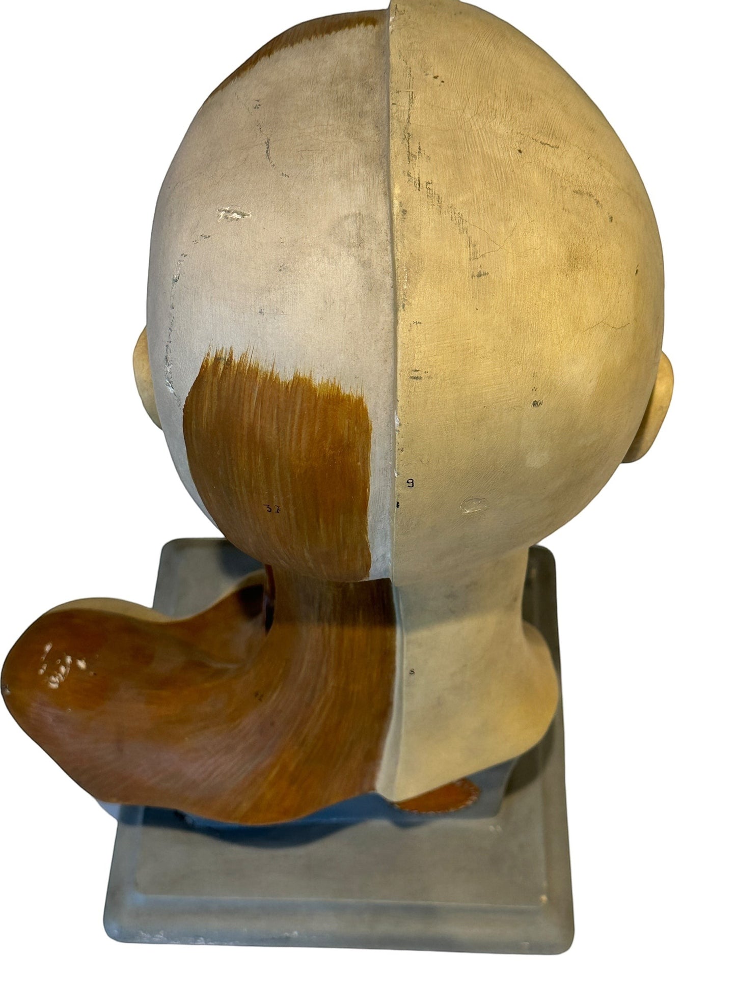 Italian  PARAVIA Vintage  Anatomical Head Circa 1930s