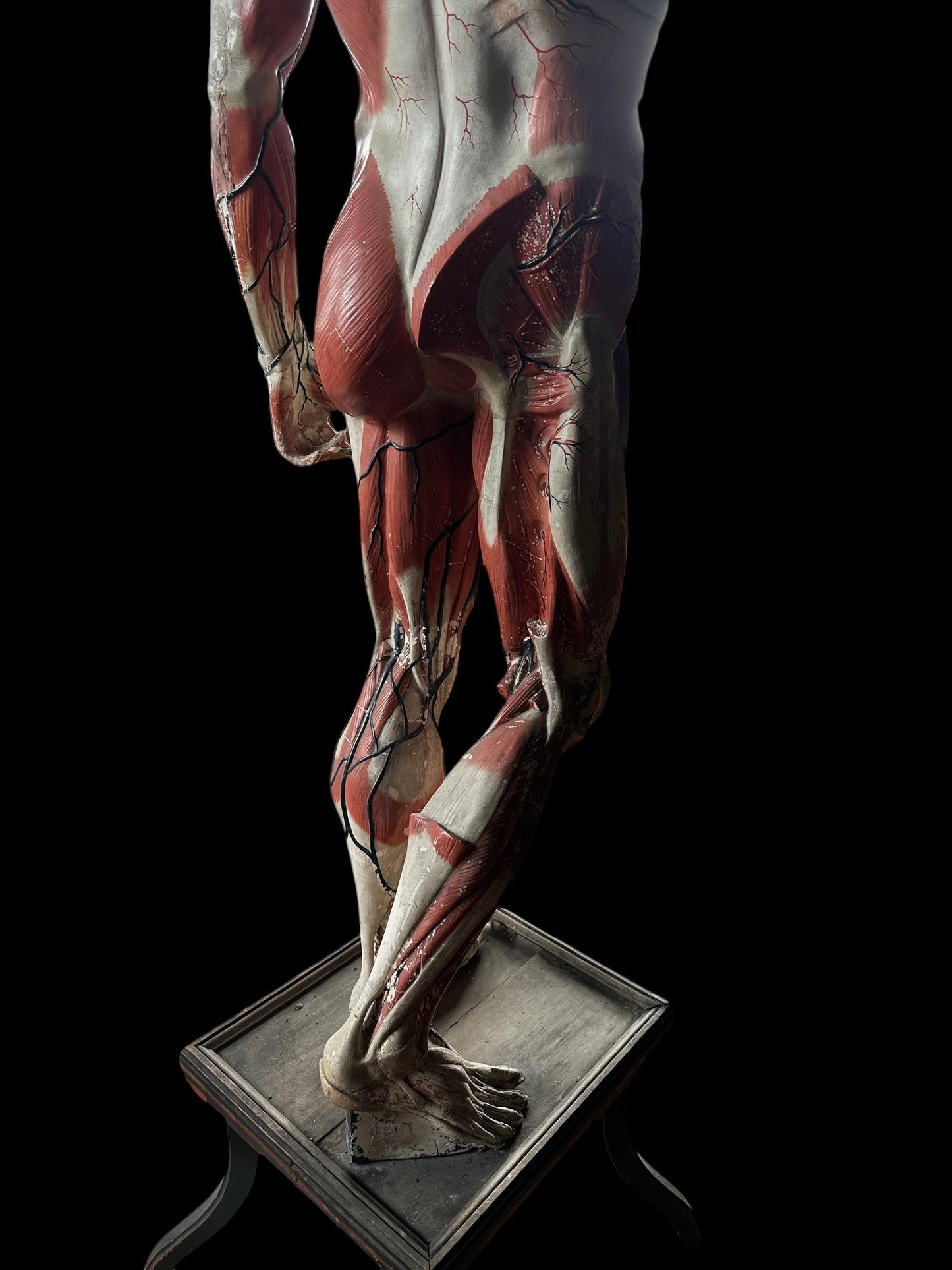 Life Size Anatomical Medical Model