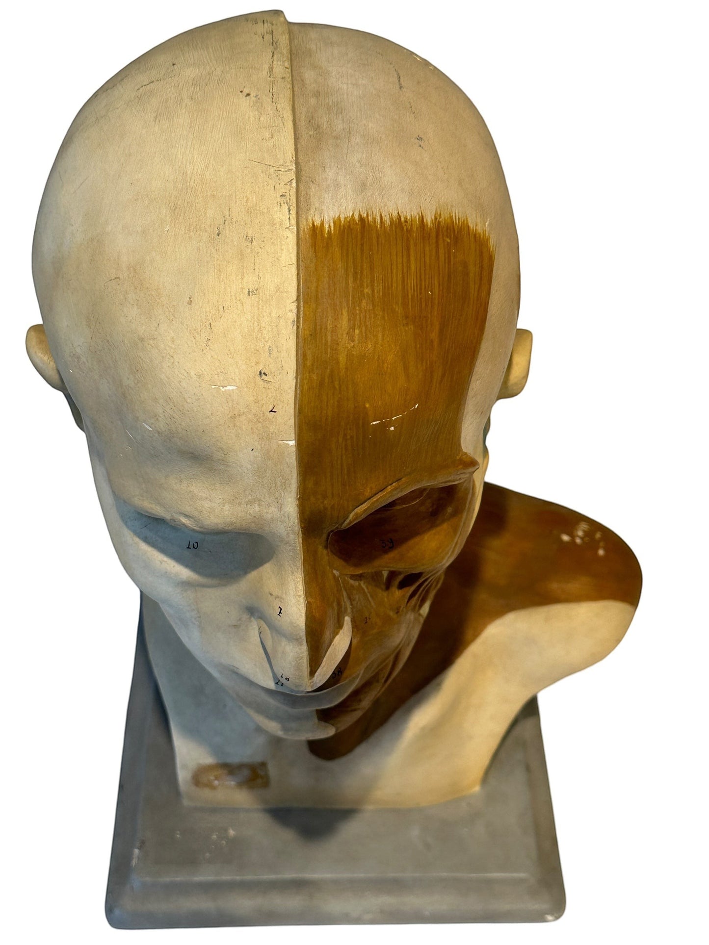Italian  PARAVIA Vintage  Anatomical Head Circa 1930s