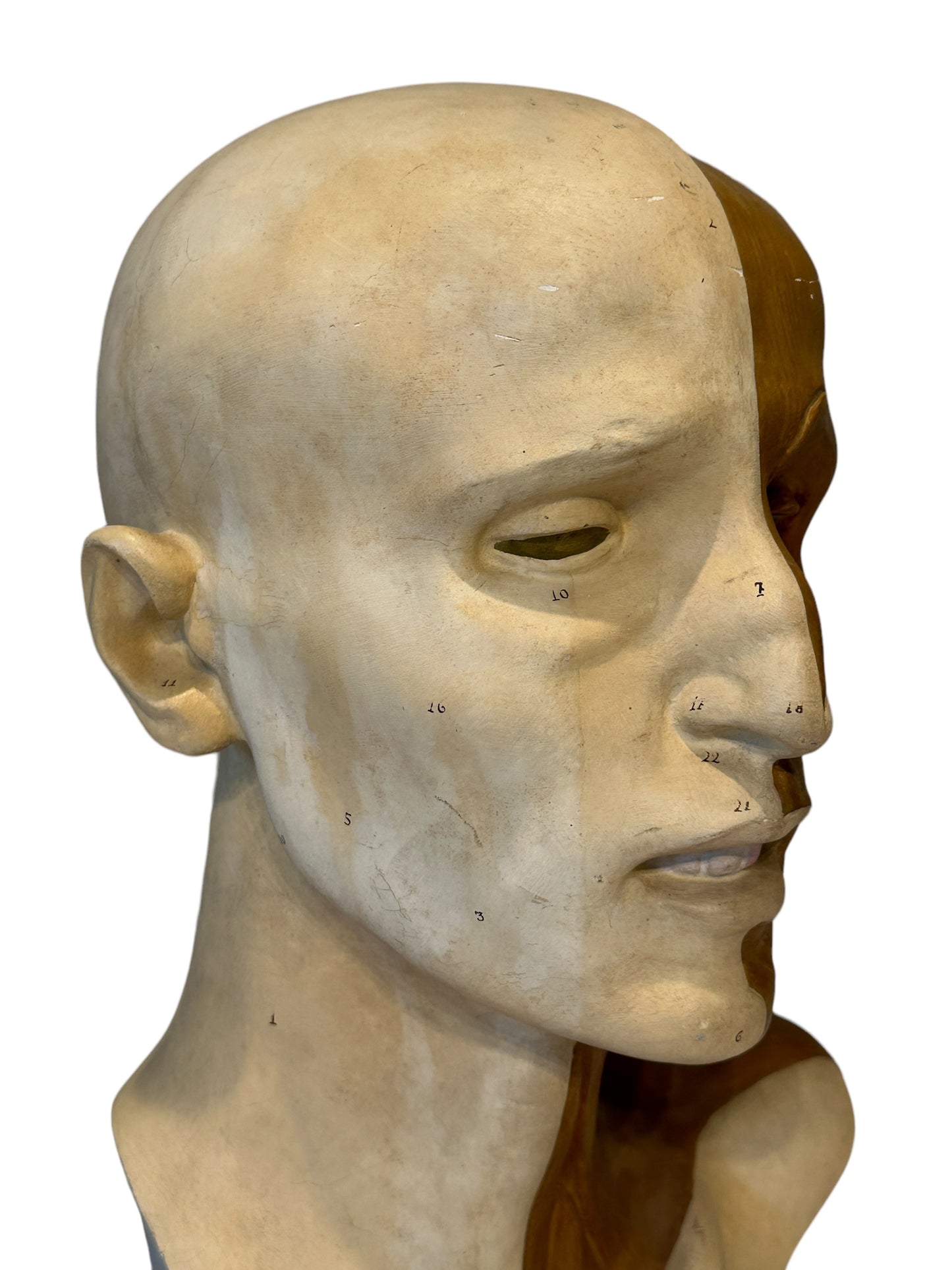Italian  PARAVIA Vintage  Anatomical Head Circa 1930s