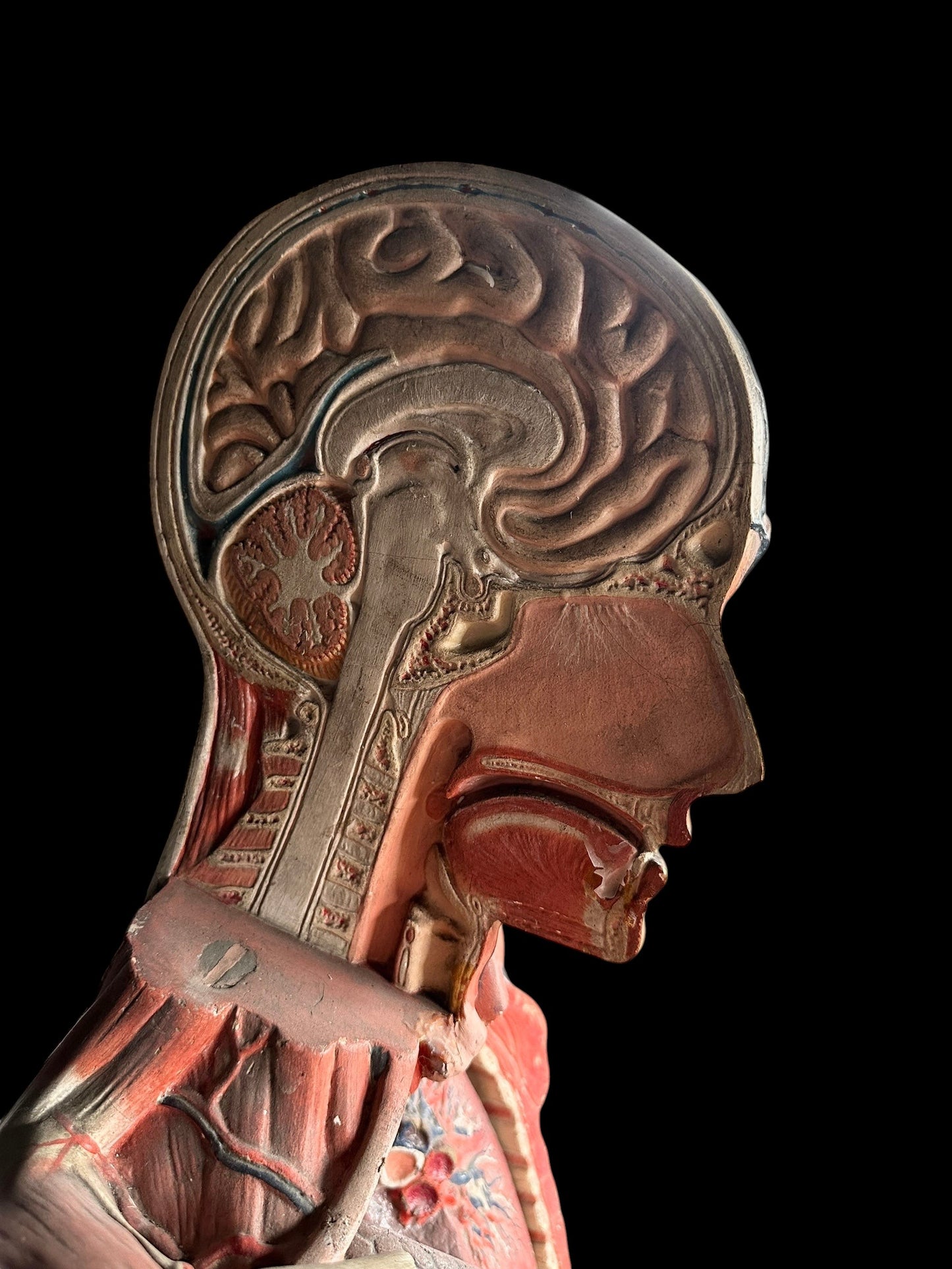 Life Size Anatomical Medical Model