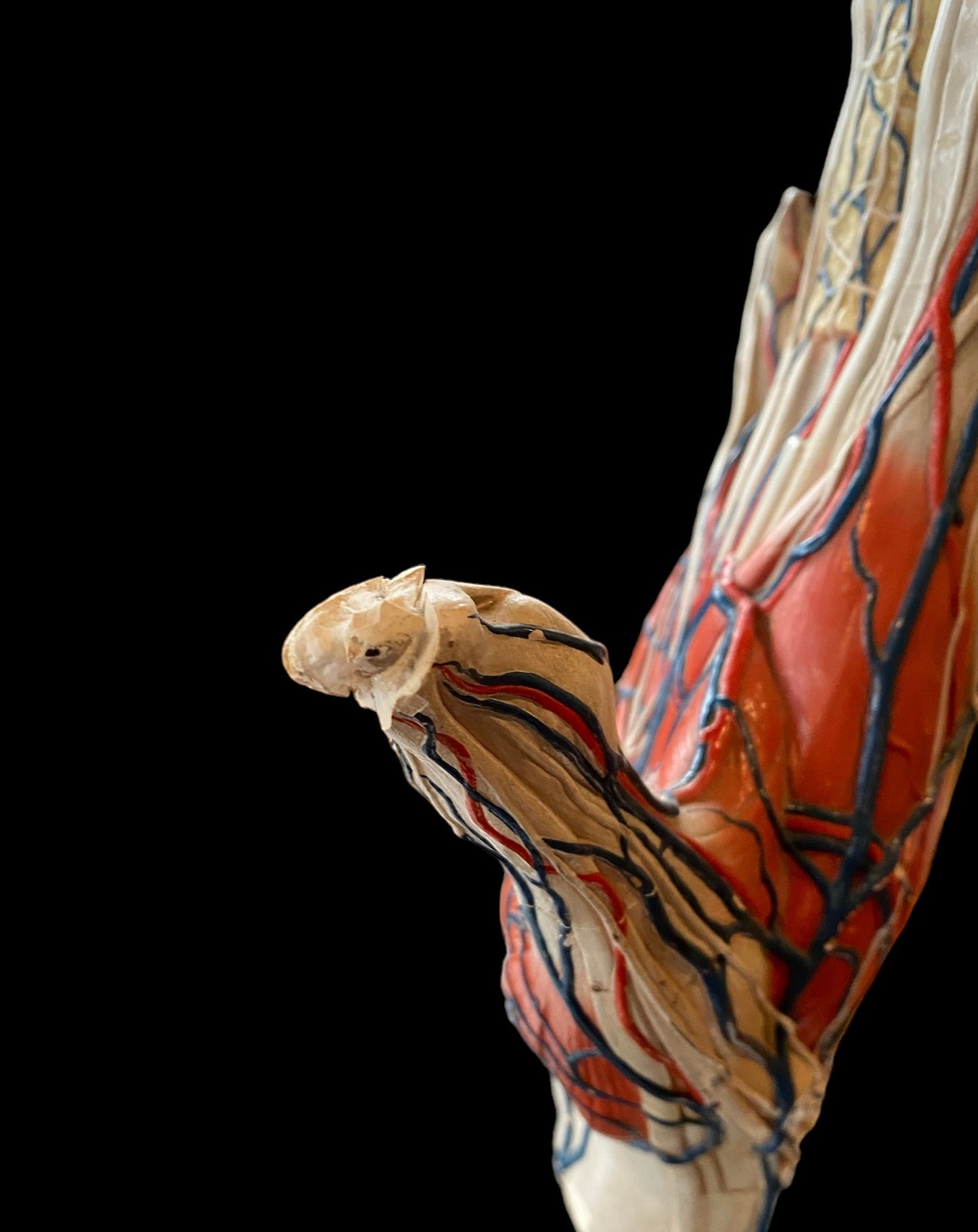 Deyrolle Anatomical Hand Model Paris