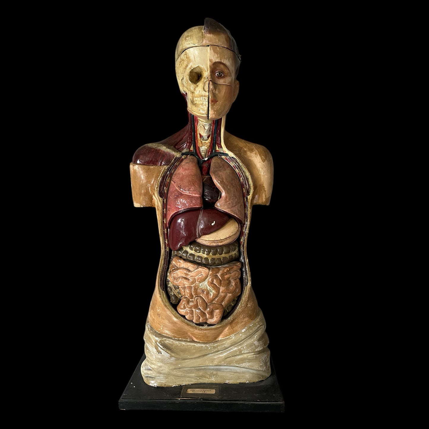 Torso Anatomico Didattico del 1900