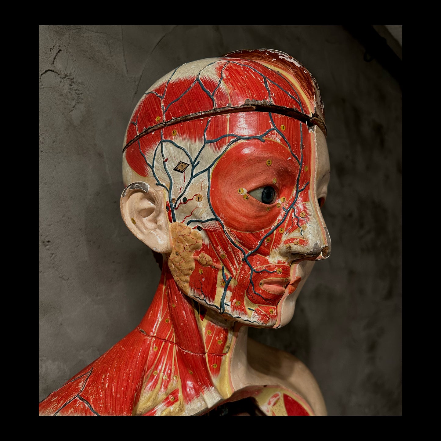 Clay Adams Anatomical Model