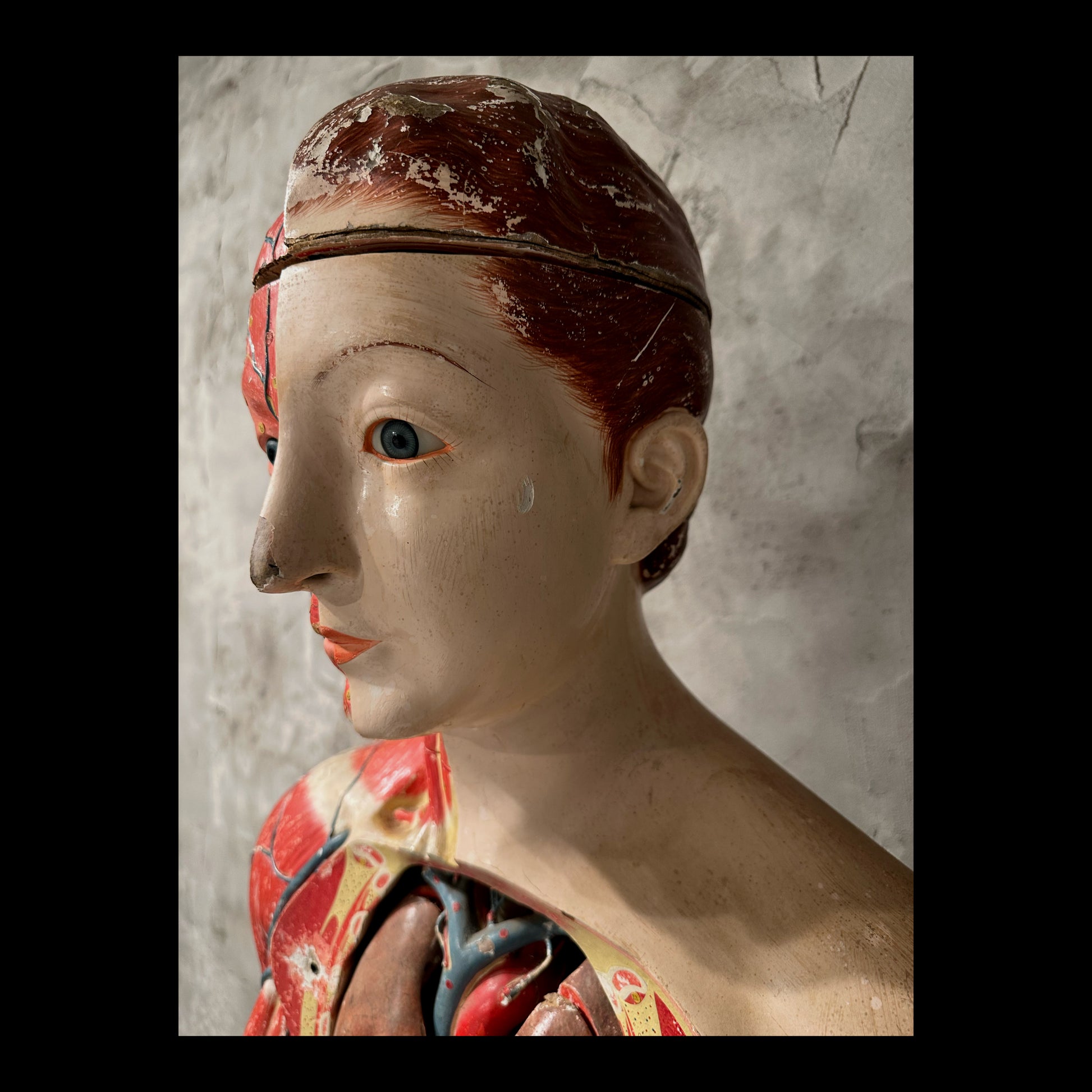 Clay Adams Anatomical Model