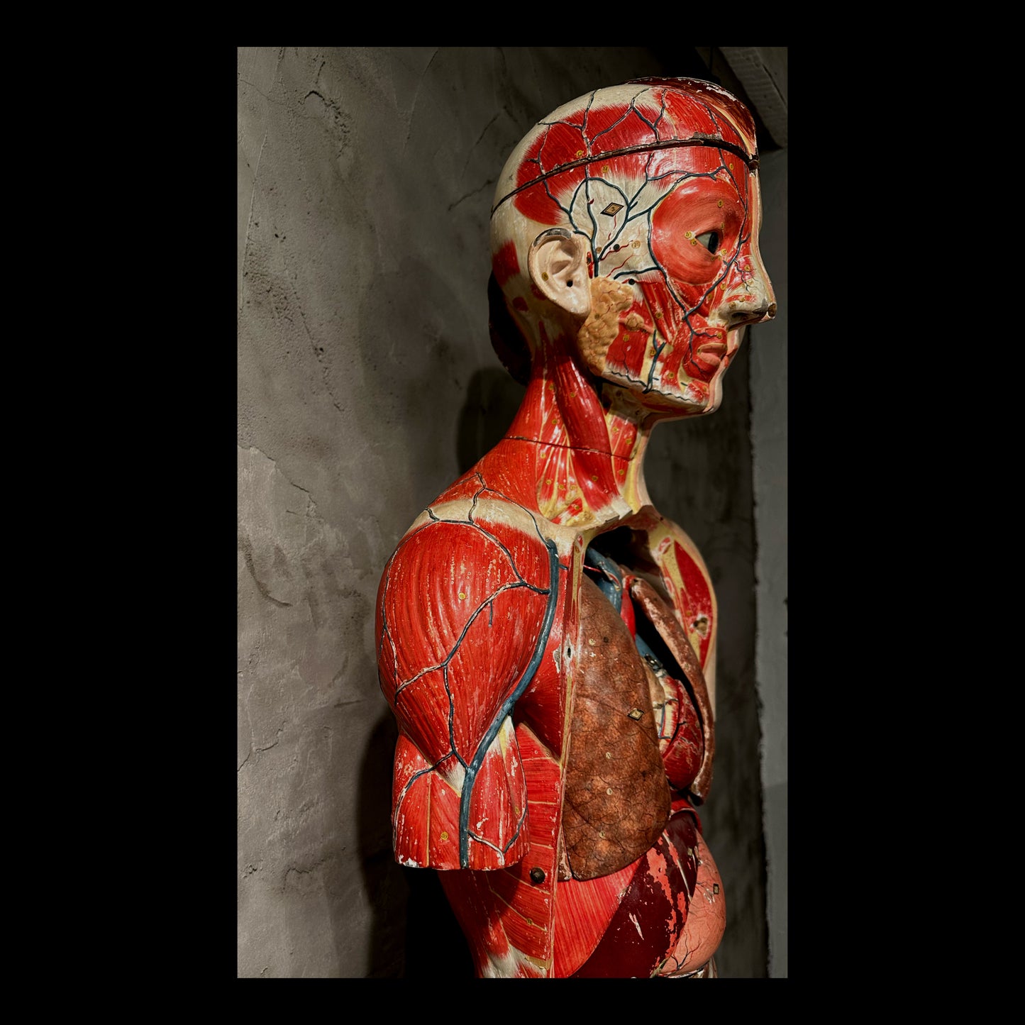 Clay Adams Anatomical Model