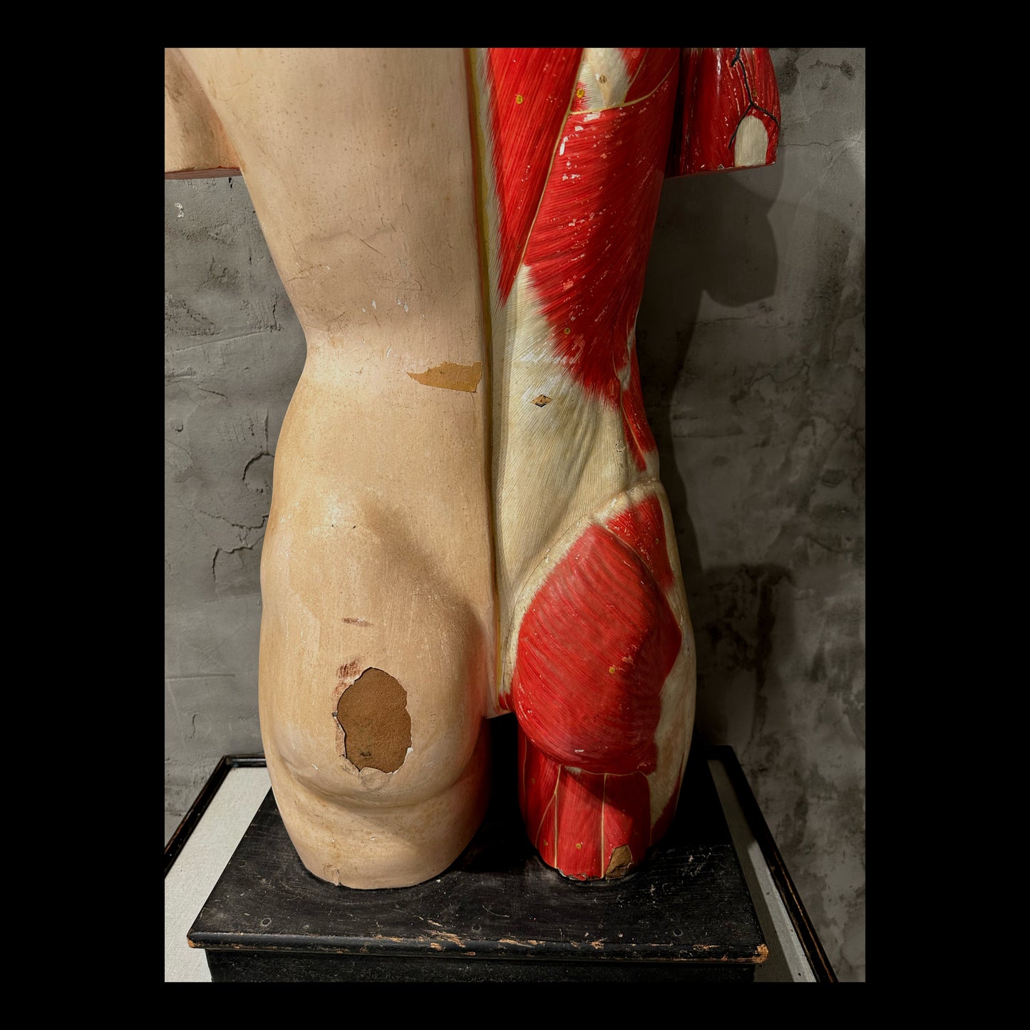 Clay Adams Anatomical Model