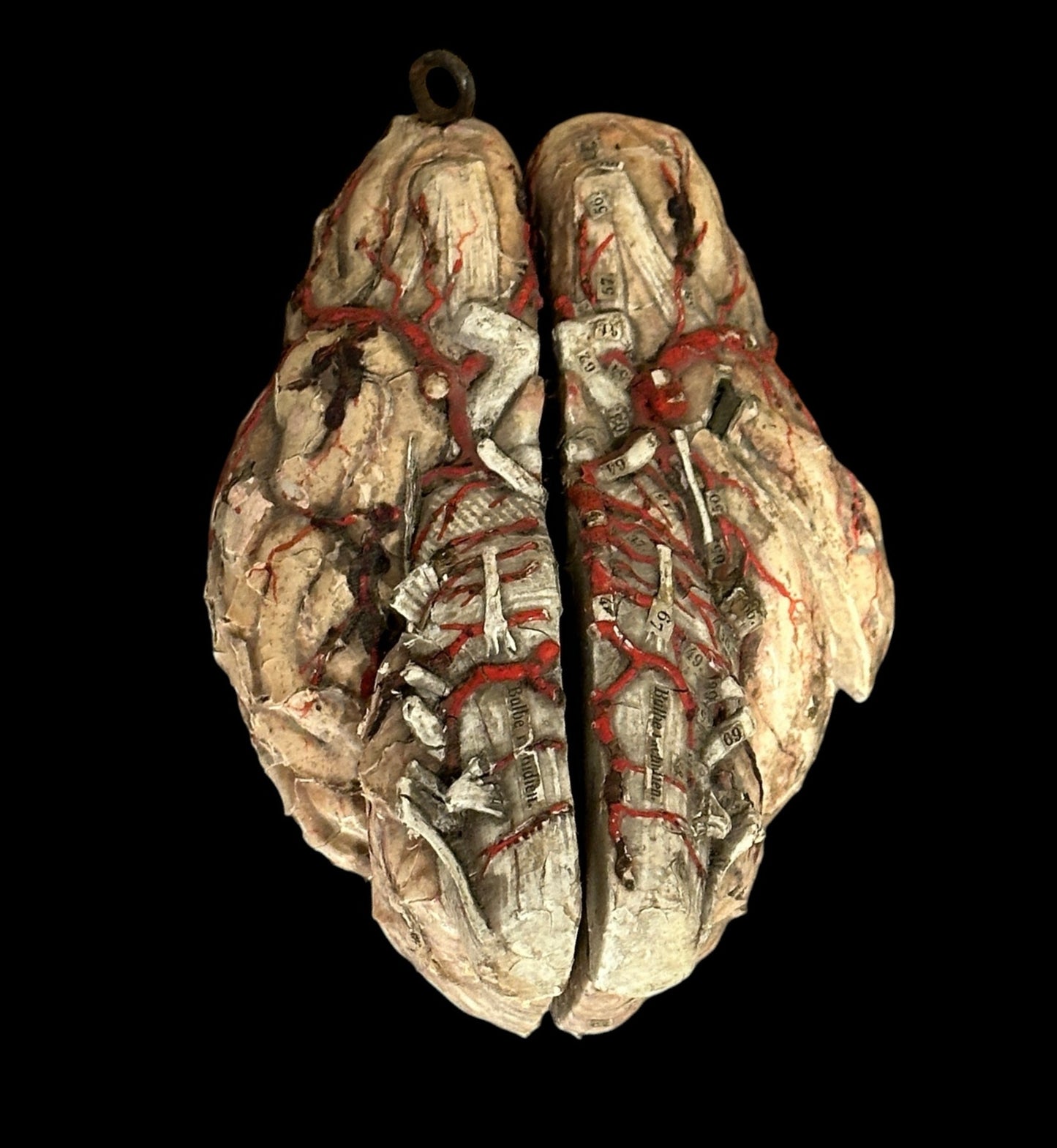 Auzoux Dog Brains Model