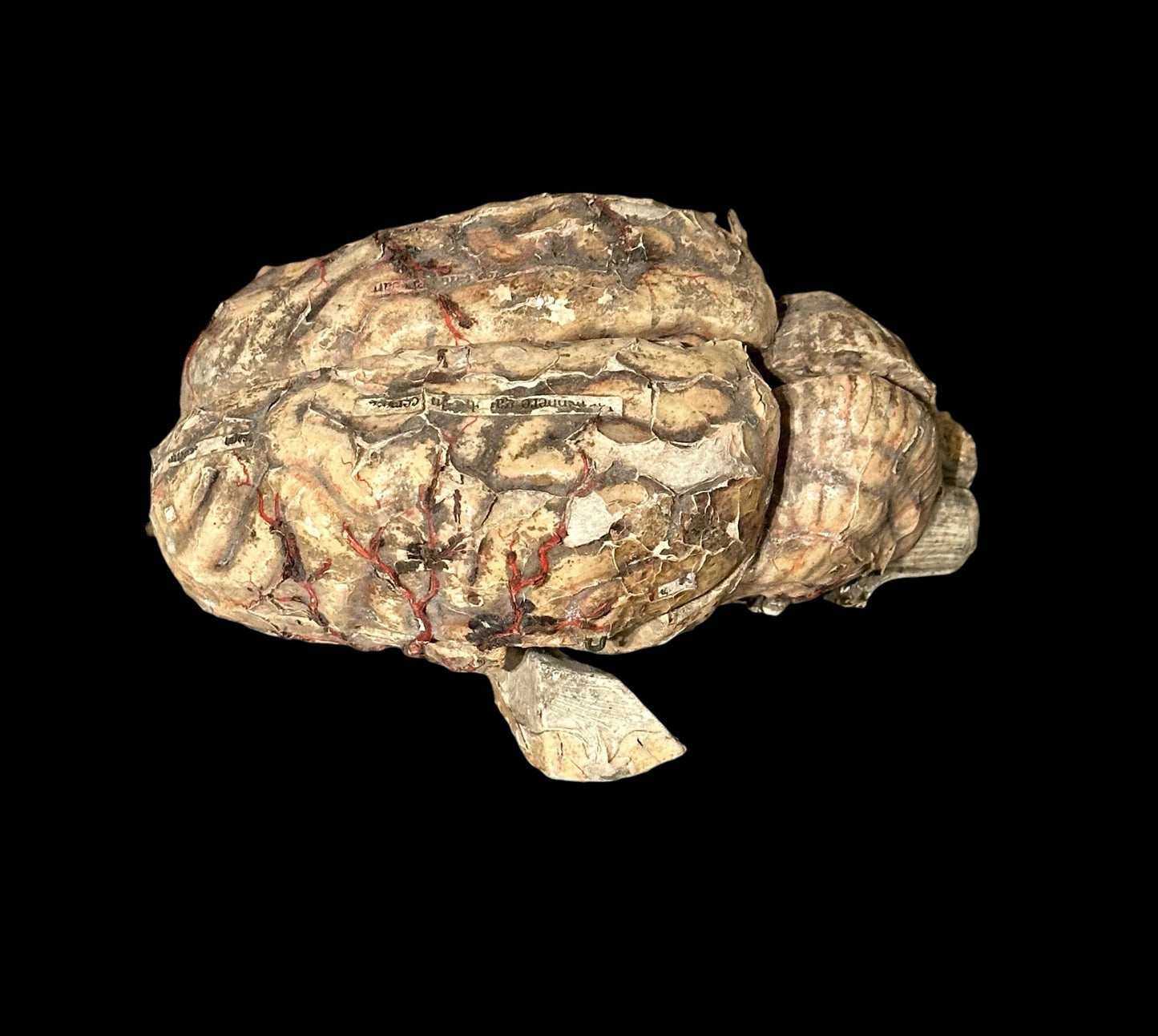 Auzoux Dog Brains Model