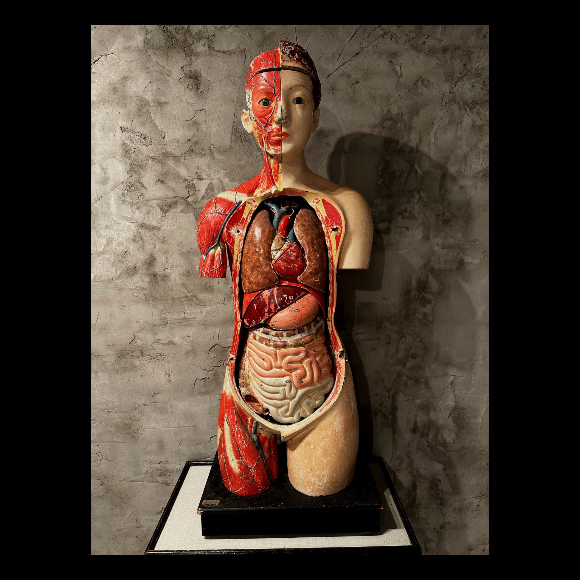 Vintage anatomical model