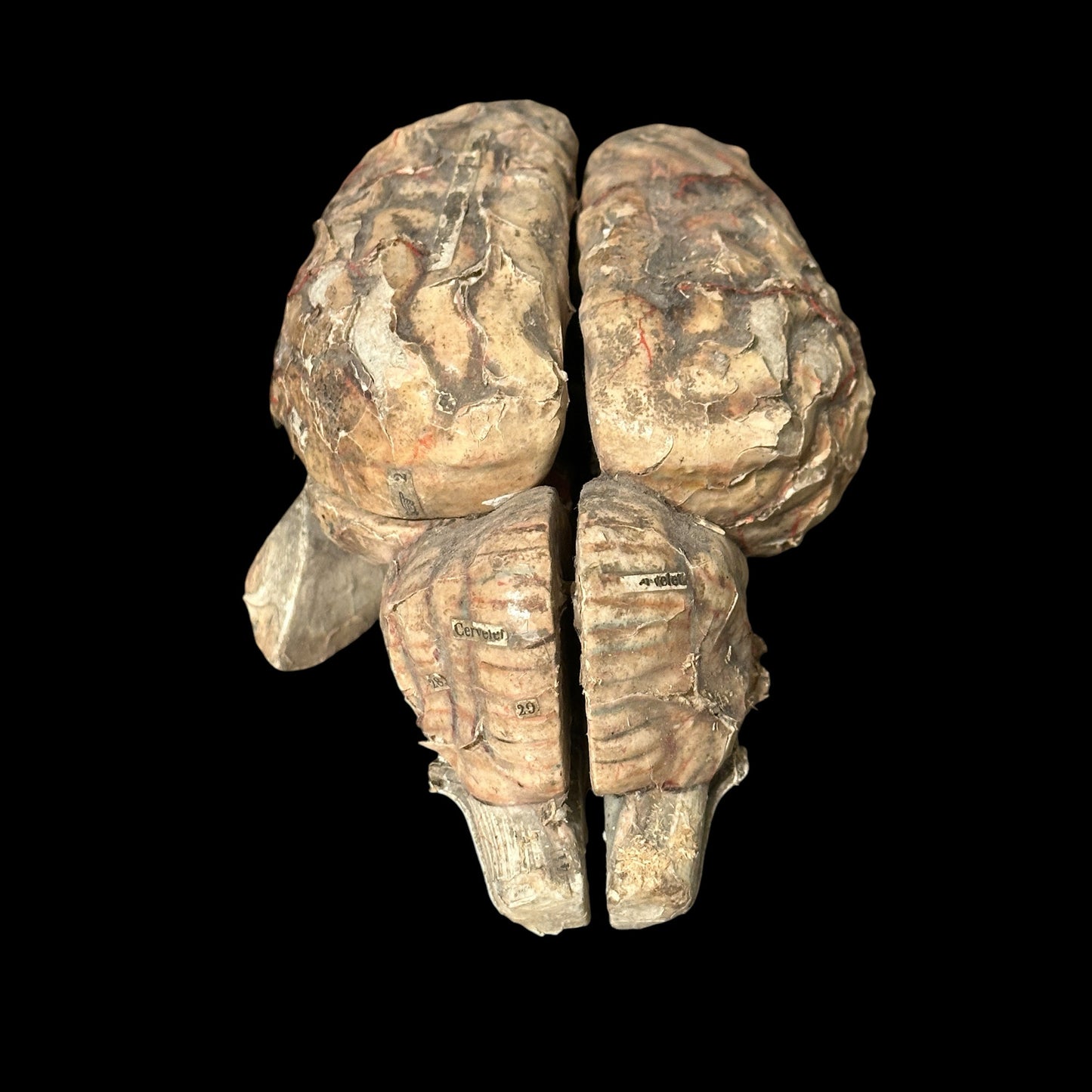Auzoux Dog Brains Model
