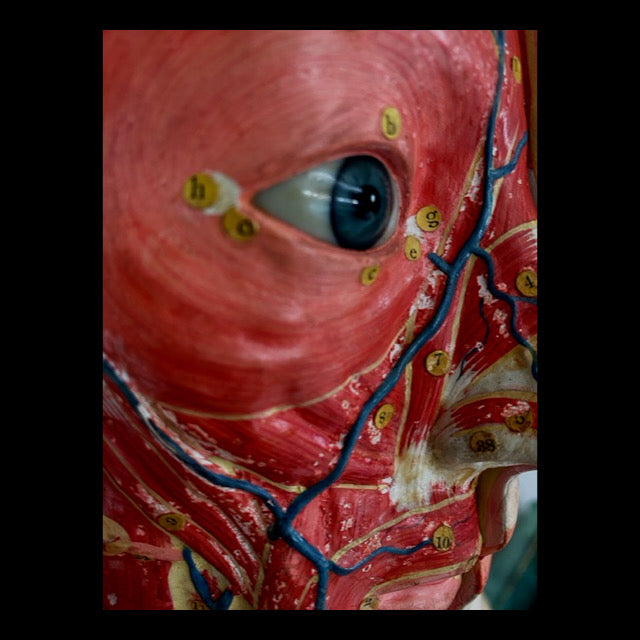 Clay Adams Anatomical Model