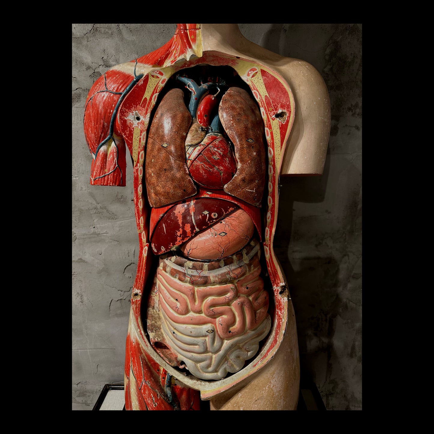 Clay Adams Anatomical Model