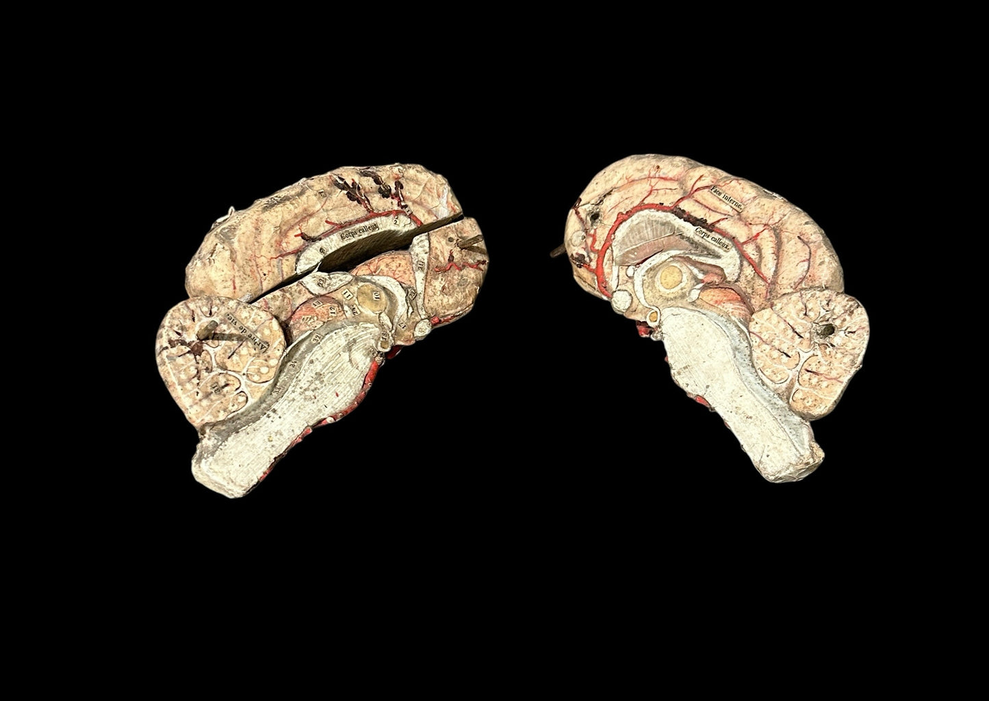 Auzoux Dog Brains Model