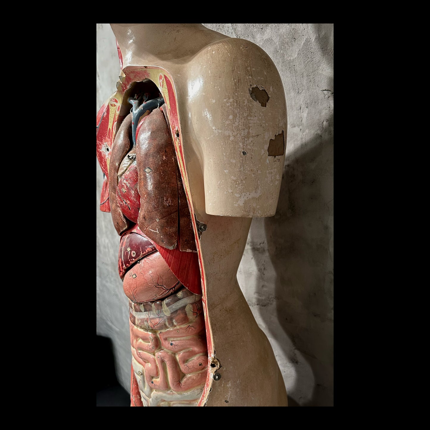 Clay Adams Anatomical Model