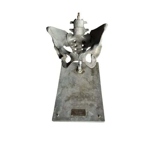 Stander Female Pelvis Anatomical Phantom Manikin