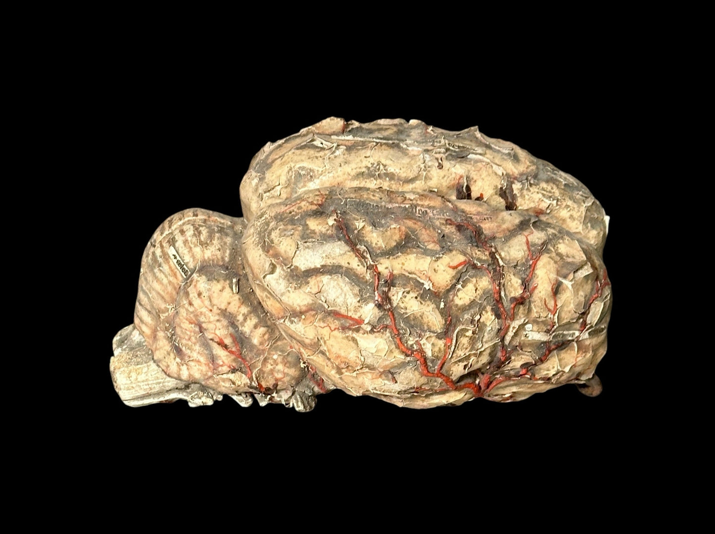 Auzoux Dog Brains Model