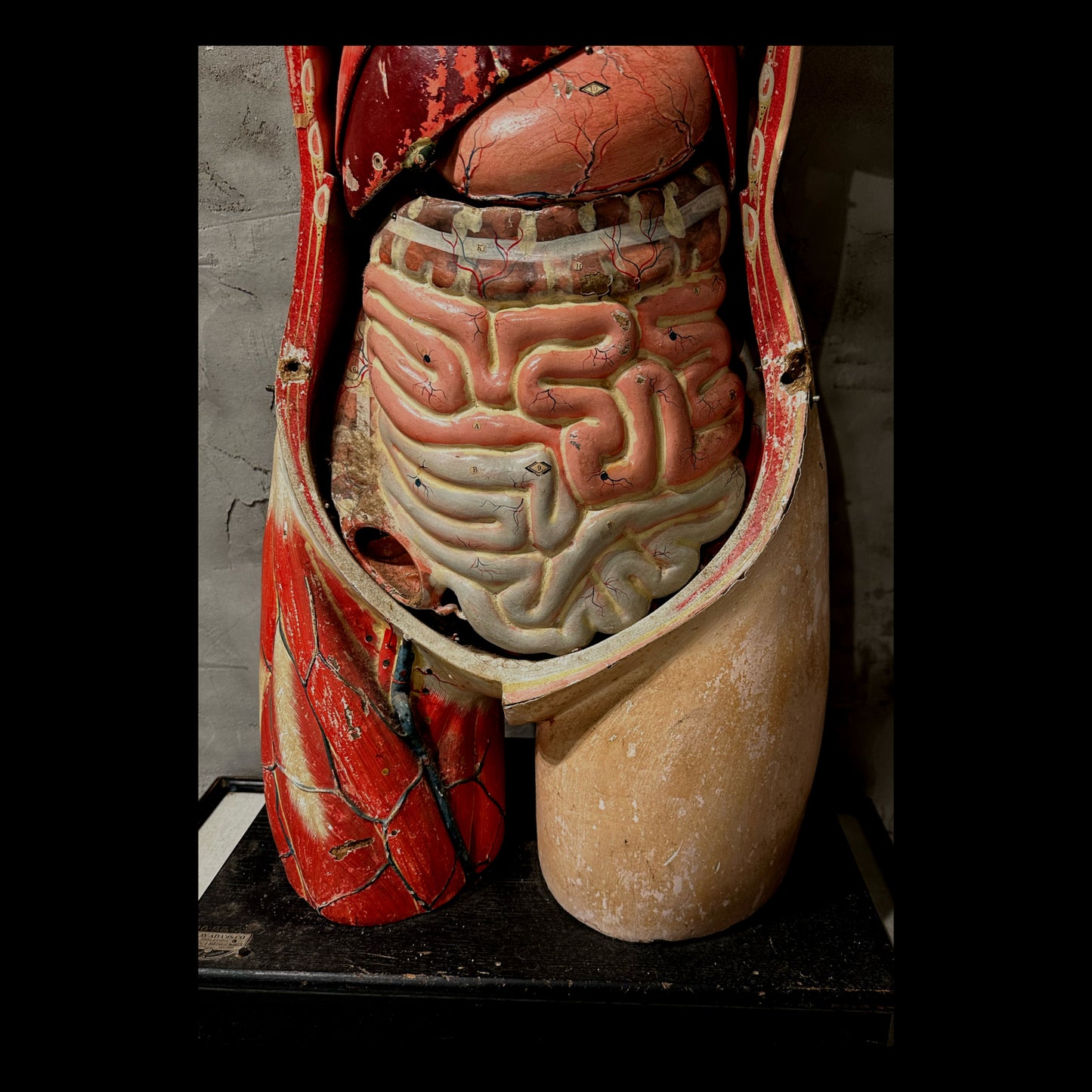 Clay Adams Anatomical Model