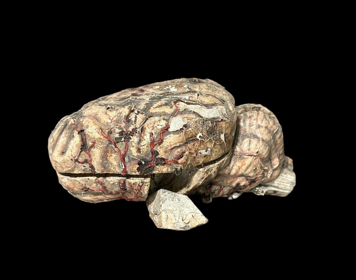 Auzoux Dog Brains Model