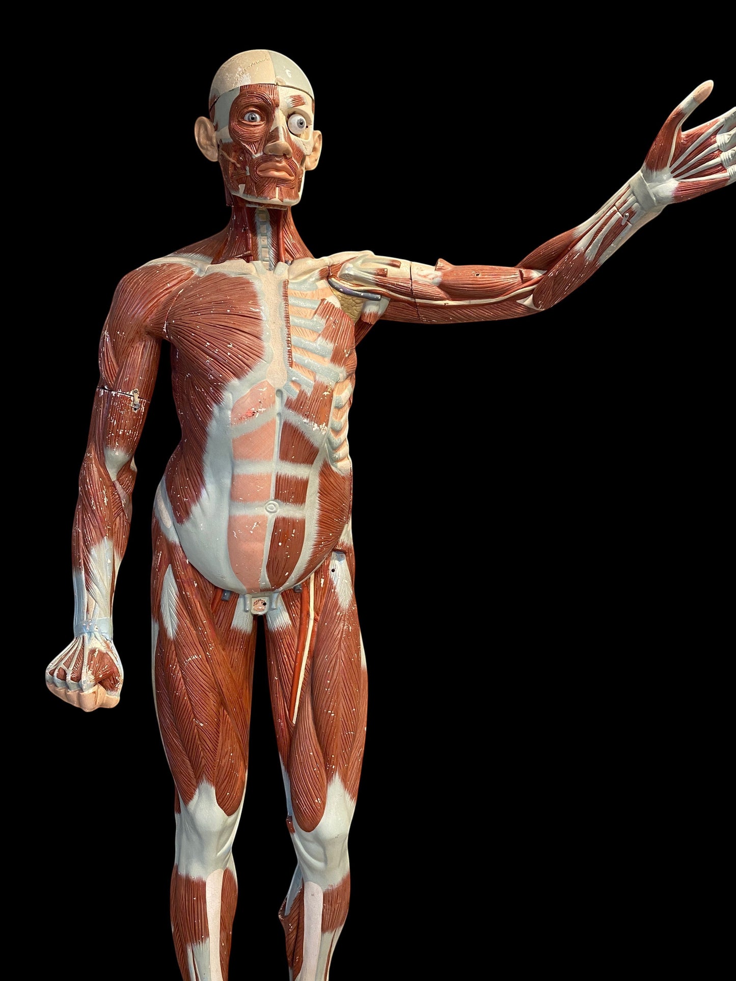ARTERY LAB life-size anatomical male medical model made of resin, showing muscles and bones. Missing chest pieces, brain intact. Circa 1950s.