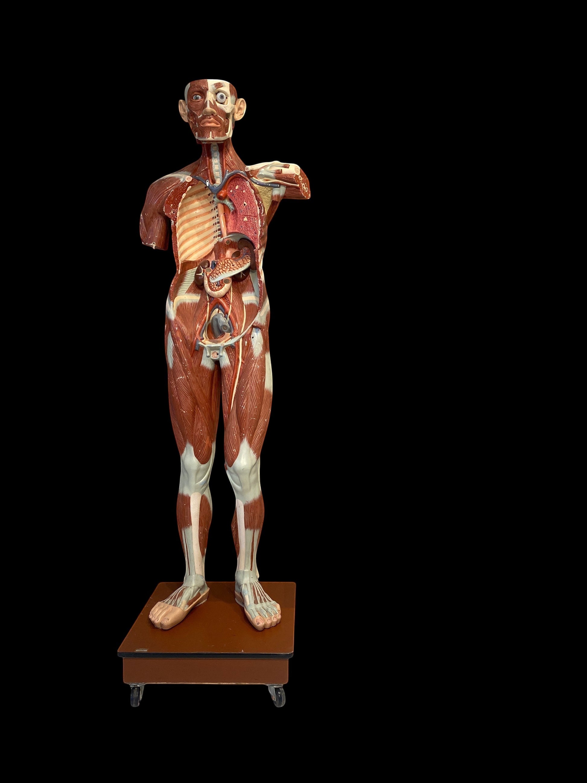 ARTERY LAB life-size anatomical male medical model made of resin, showing muscles, lungs, and organs. Circa 1950s.
