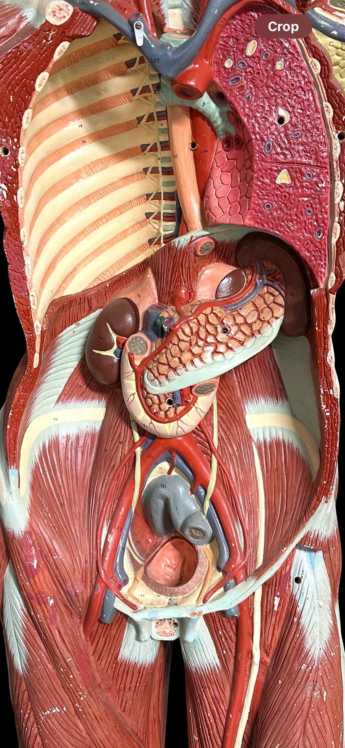 ARTERY LAB life size anatomical male medical model made of resin. Shows torso musculature, organs, and vasculature. Circa 1950s.
