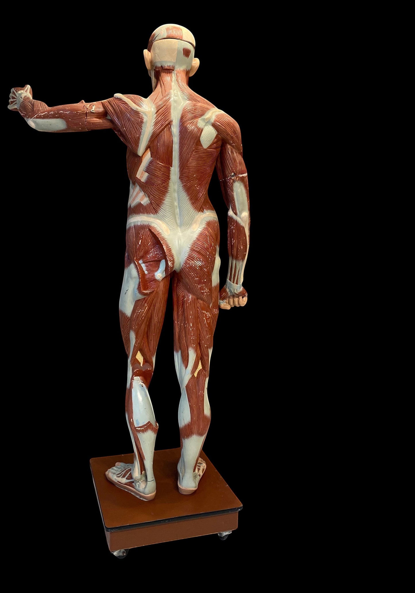 ARTERY LAB life-size anatomical male medical model made of resin, showing musculature. Missing chest pieces, brain intact. Circa 1950s.