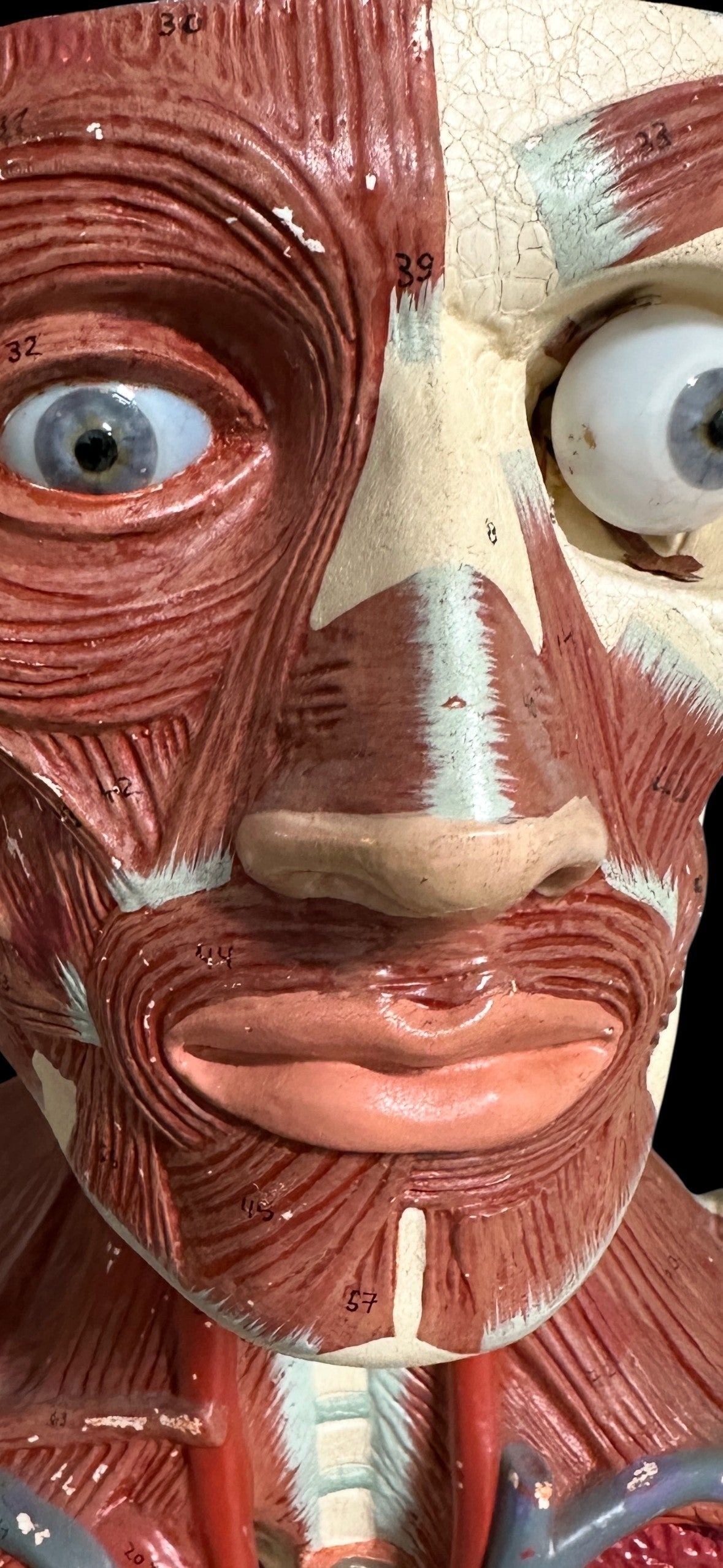 ARTERY LAB life size anatomical male medical model, resin, showing face muscles, eyes, nose, and mouth. Circa 1950s.