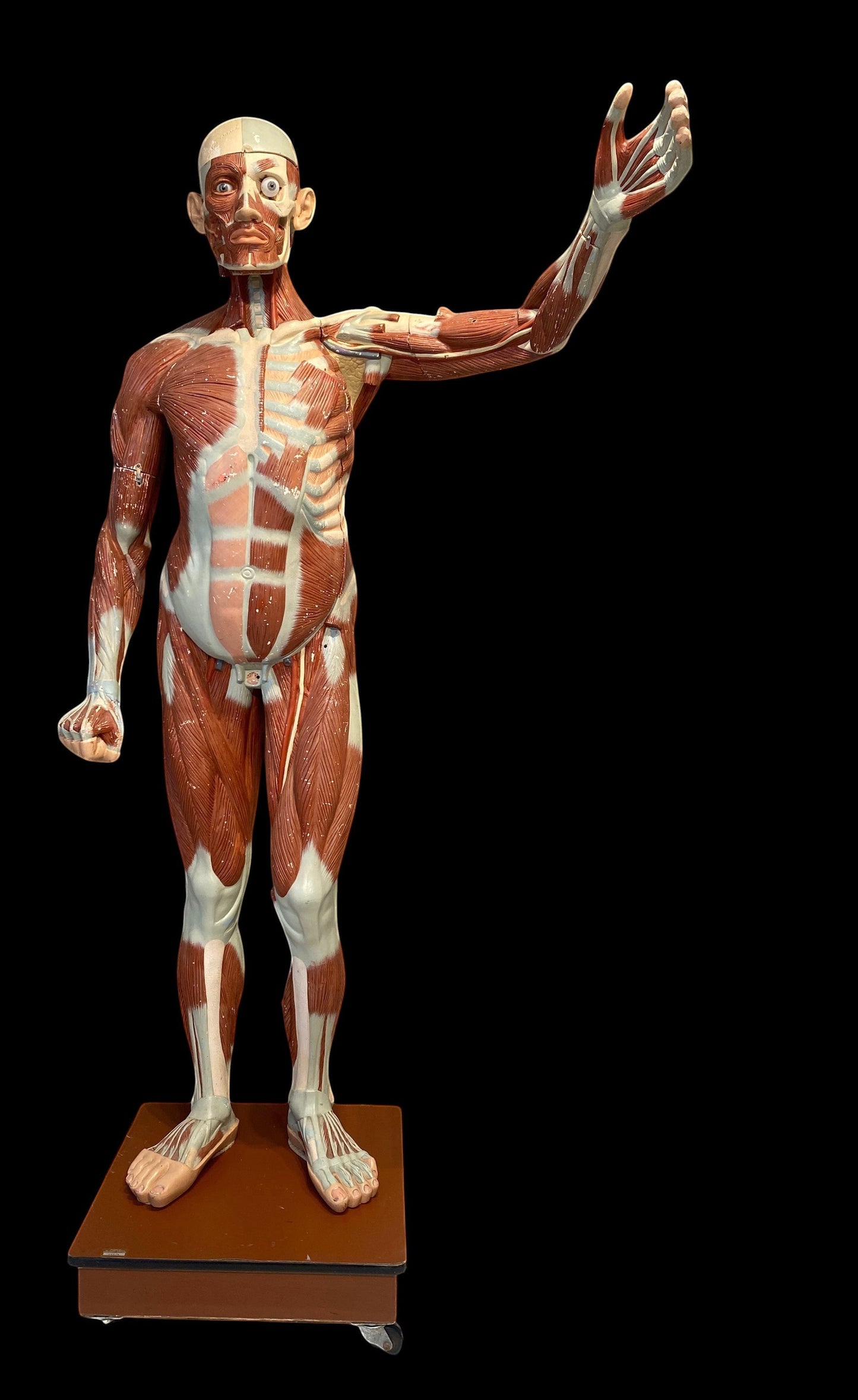 ARTERY LAB life-size anatomical male medical model made of resin, showing muscles and bones. Circa 1950s.