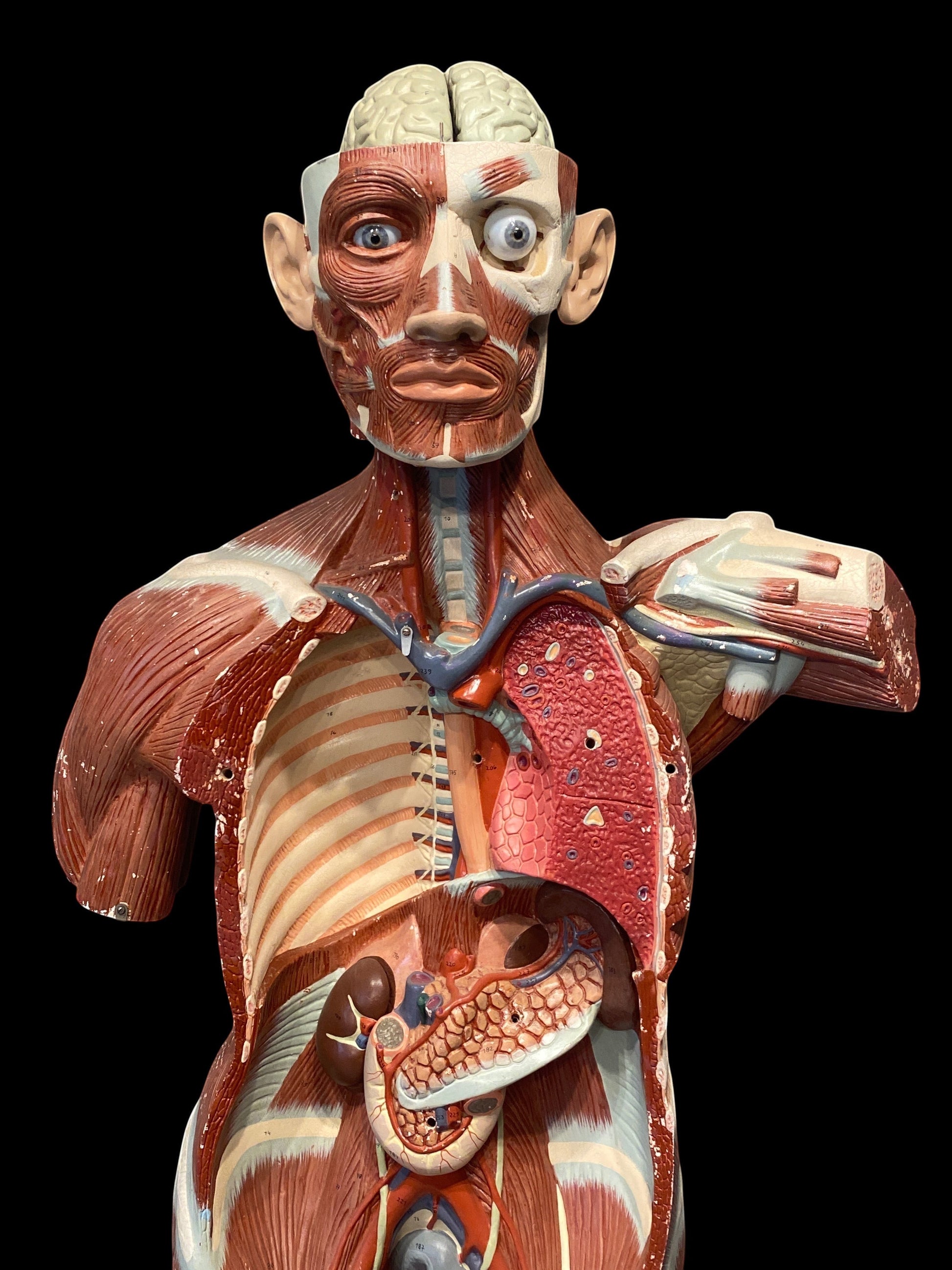 ARTERY LAB life size anatomical male medical model made of resin, showing muscles, brain, lungs, heart, and kidneys. Circa 1950s.
